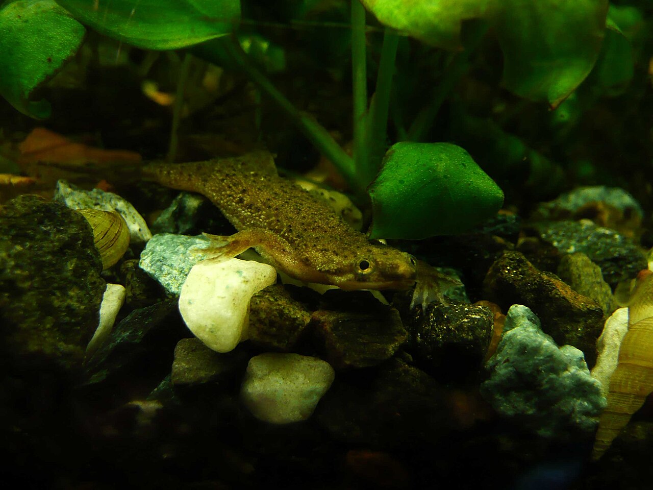 African dwarf frog in a planted freshwater aquarium
