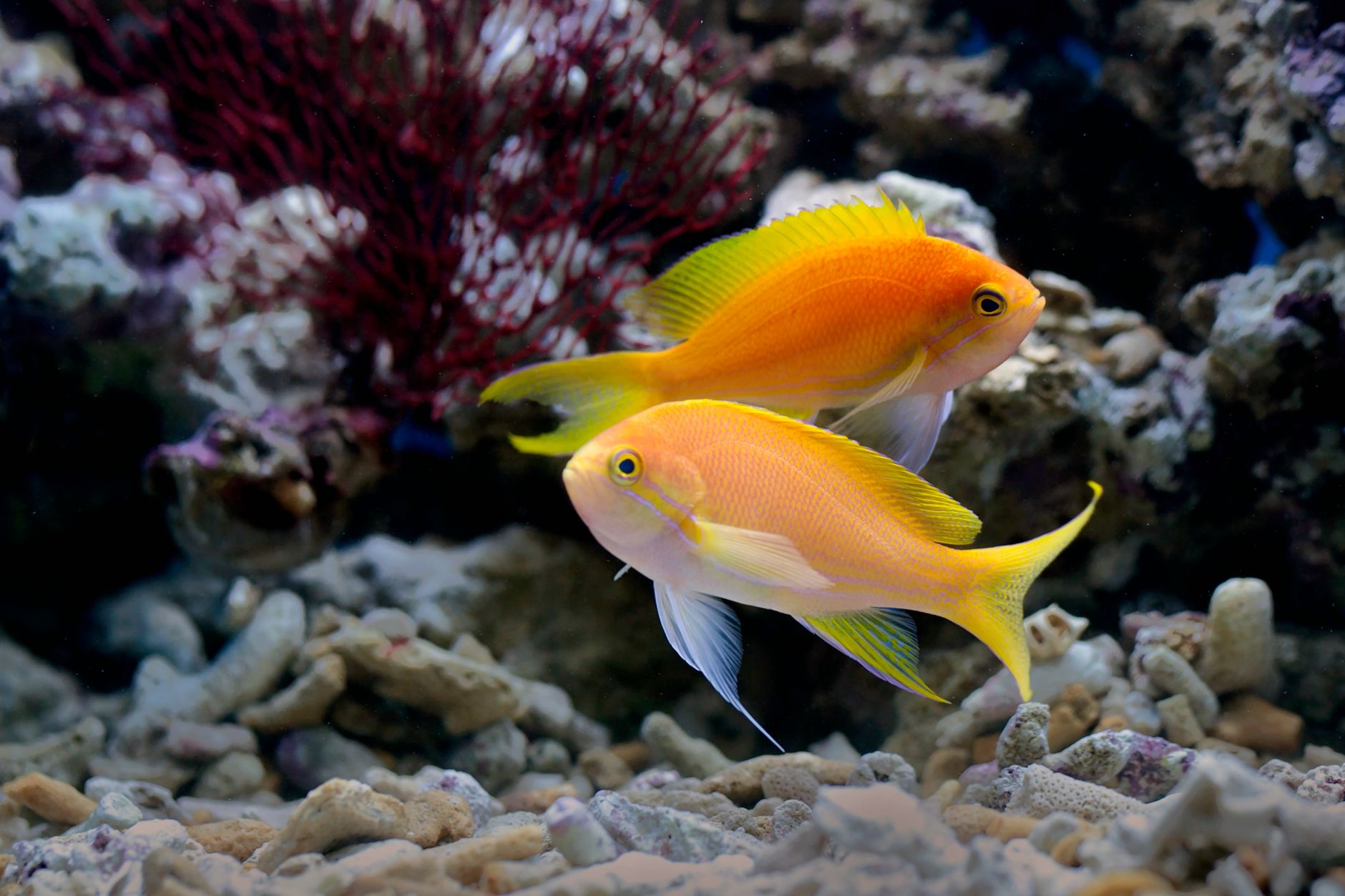 Large reef aquarium with live rock and open swimming space for Lyretail Anthias