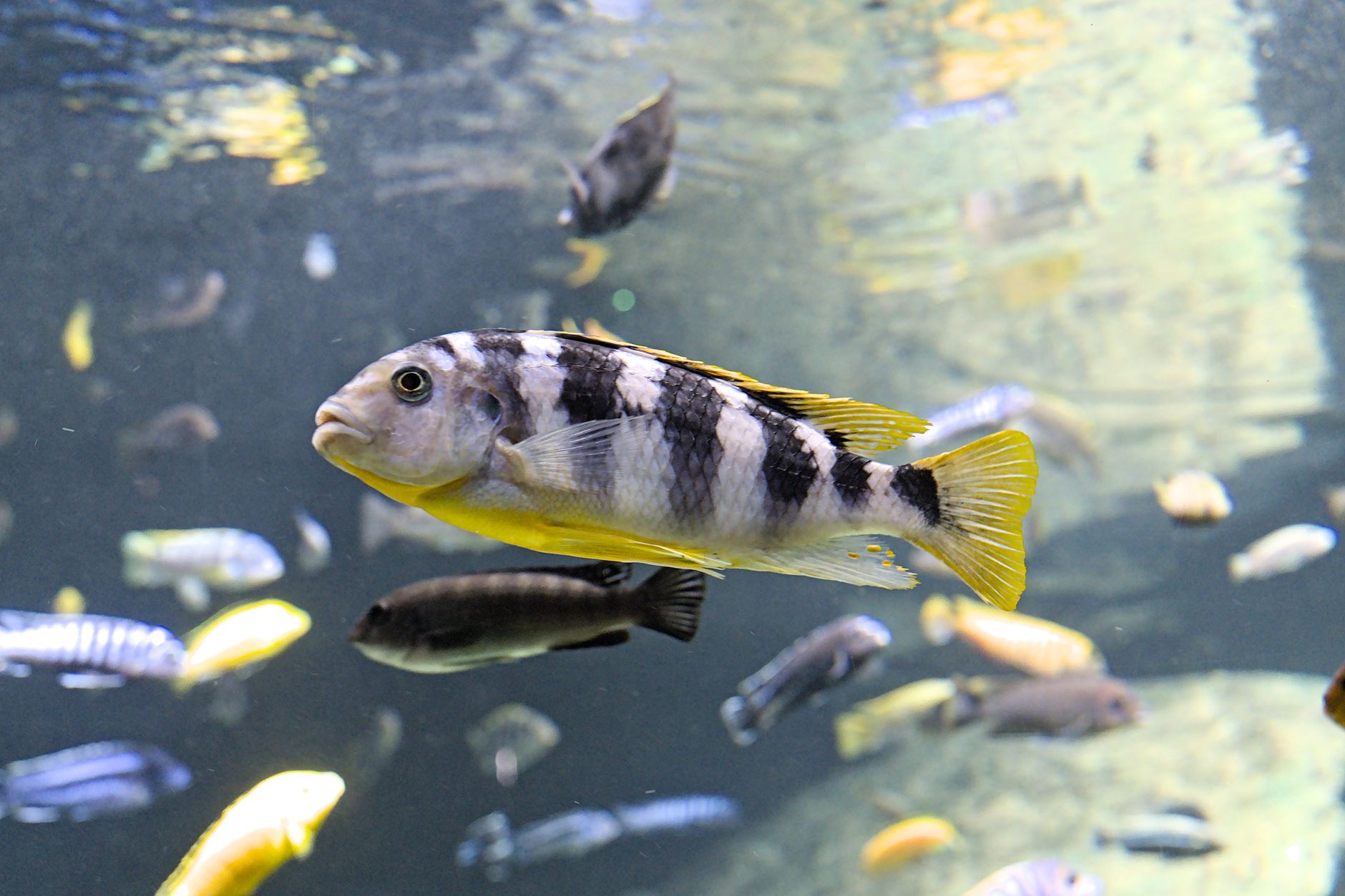 small peaceful community fish swimming in a planted freshwater aquarium