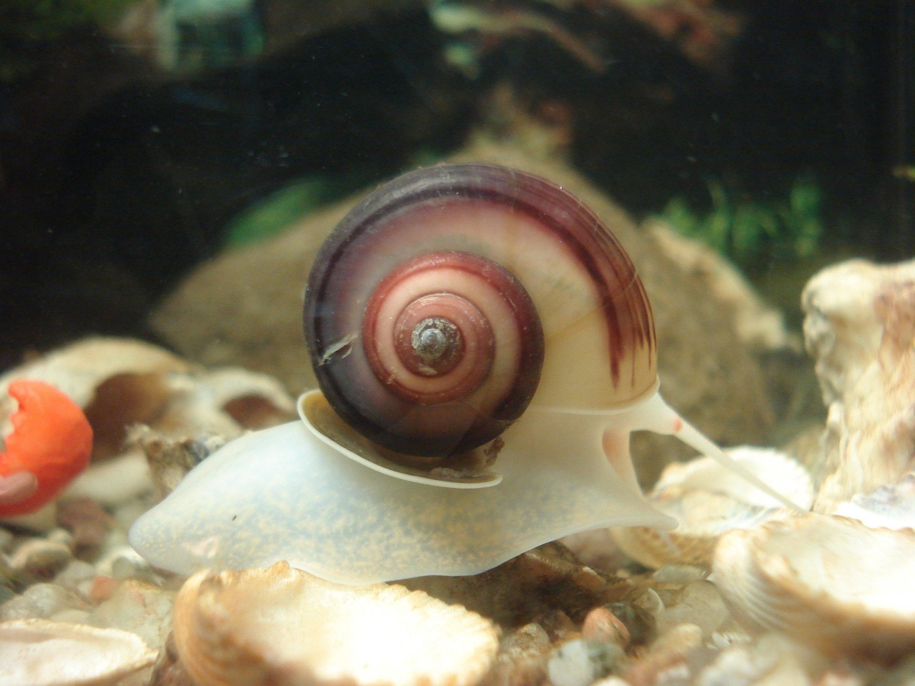 Nerite snail crawling on aquarium glass with green algae