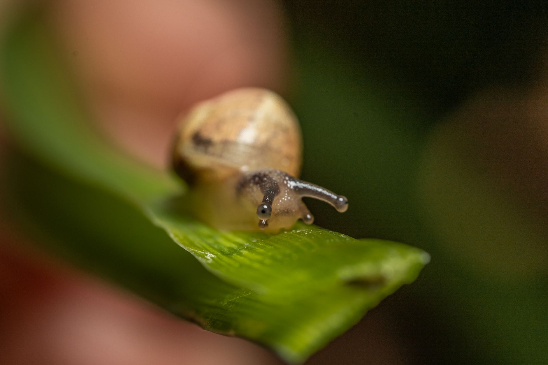 Mystery snail crawling on a green aquatic plant in a freshwater tank