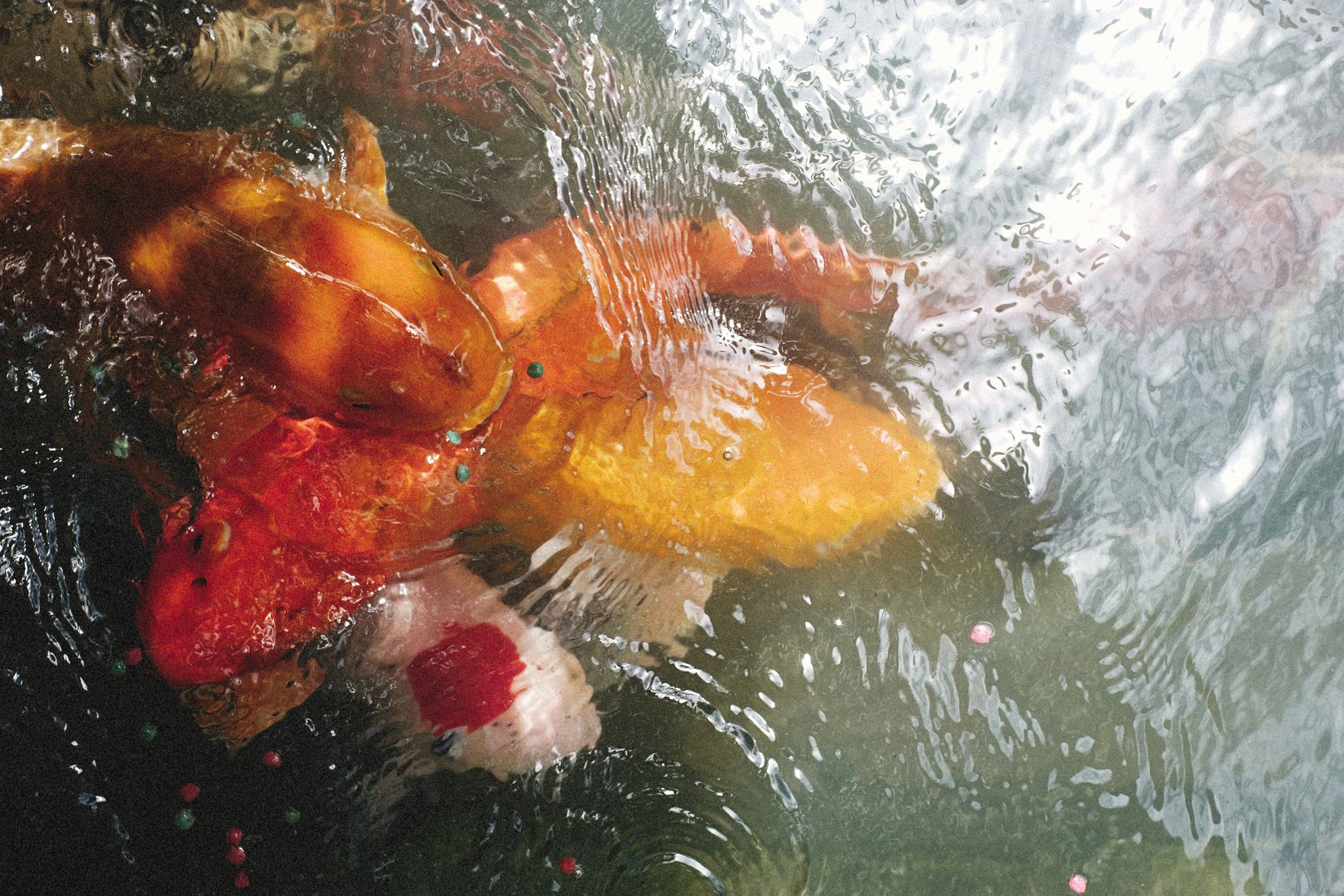 Clear hopper of an automatic fish feeder filled with fish food pellets