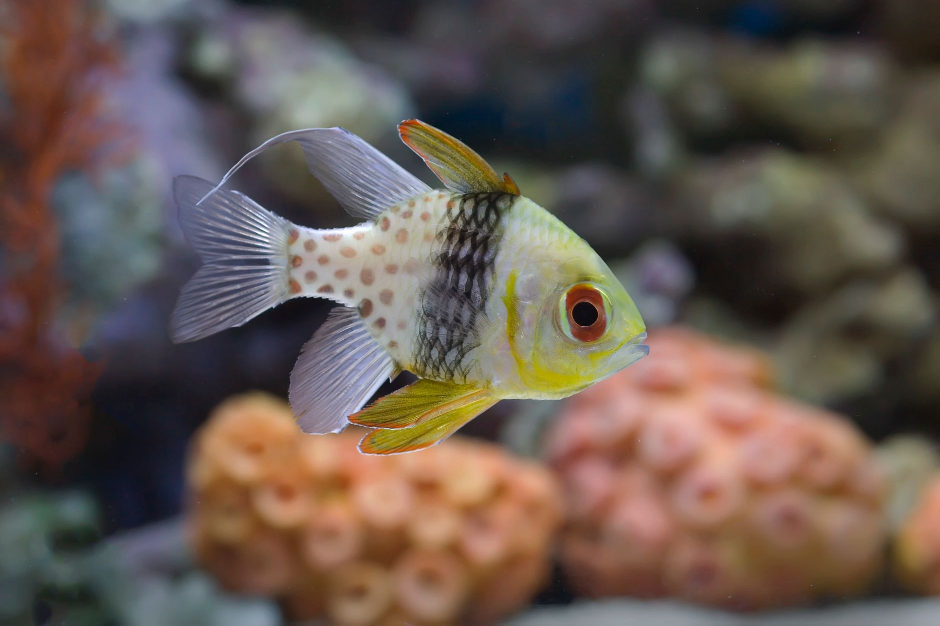 Bangaii cardinalfish hovering near live rock in a reef tank