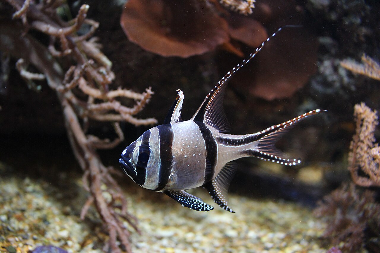 Feeding Bangaii cardinalfish frozen mysis shrimp in a reef tank