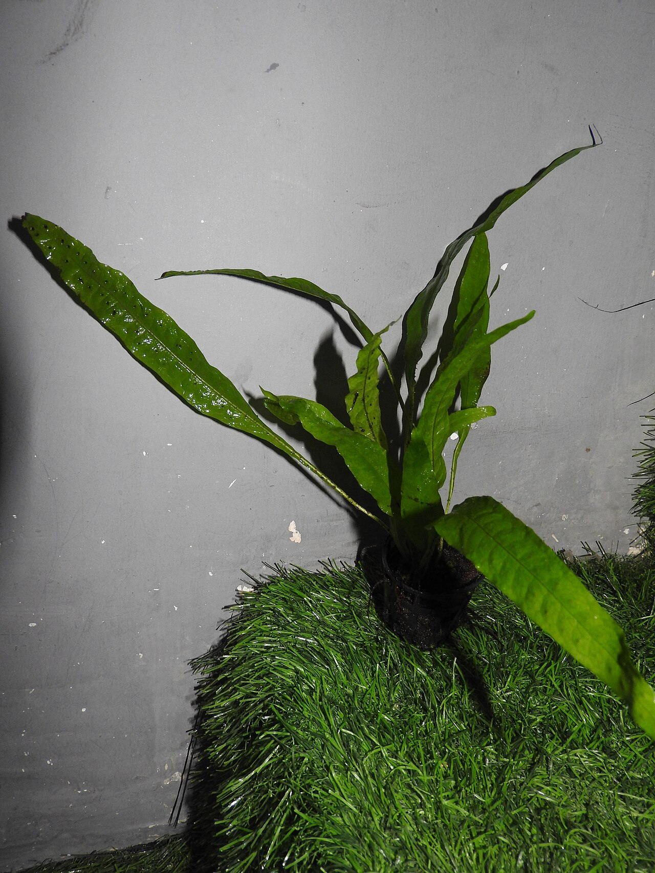 Java fern attached to driftwood in aquarium