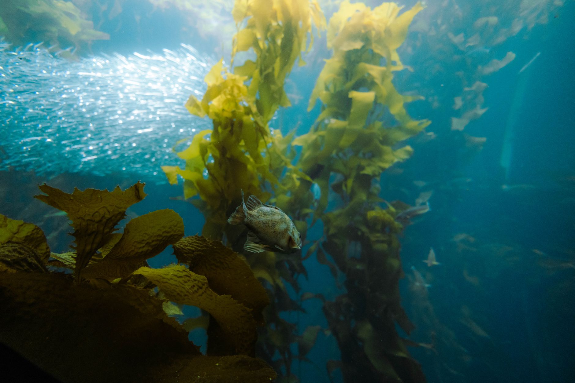 a small fish nibbling at a seaweed clip inside a marine tank