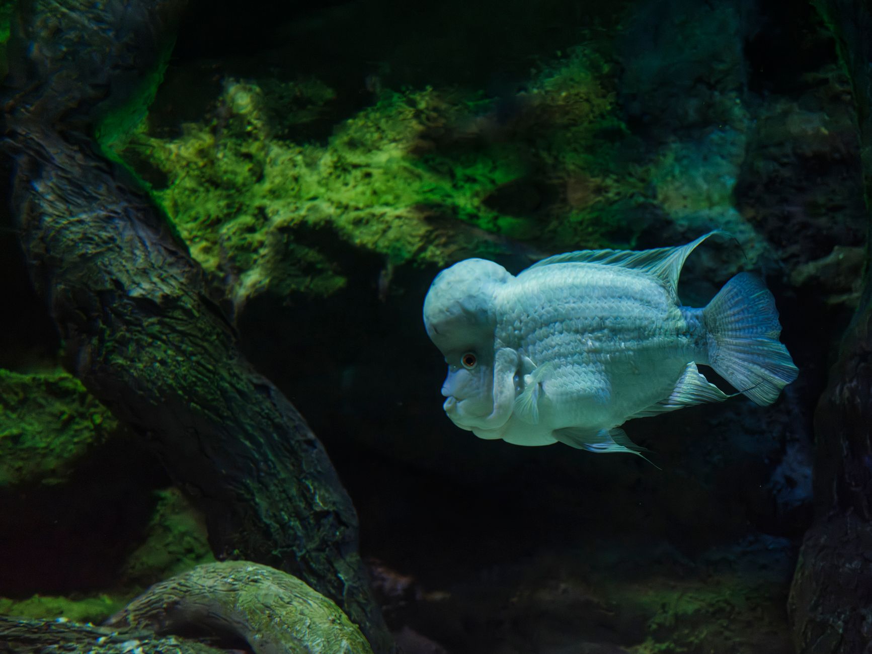 Large freshwater aquarium with a big dark cichlid swimming above sand substrate