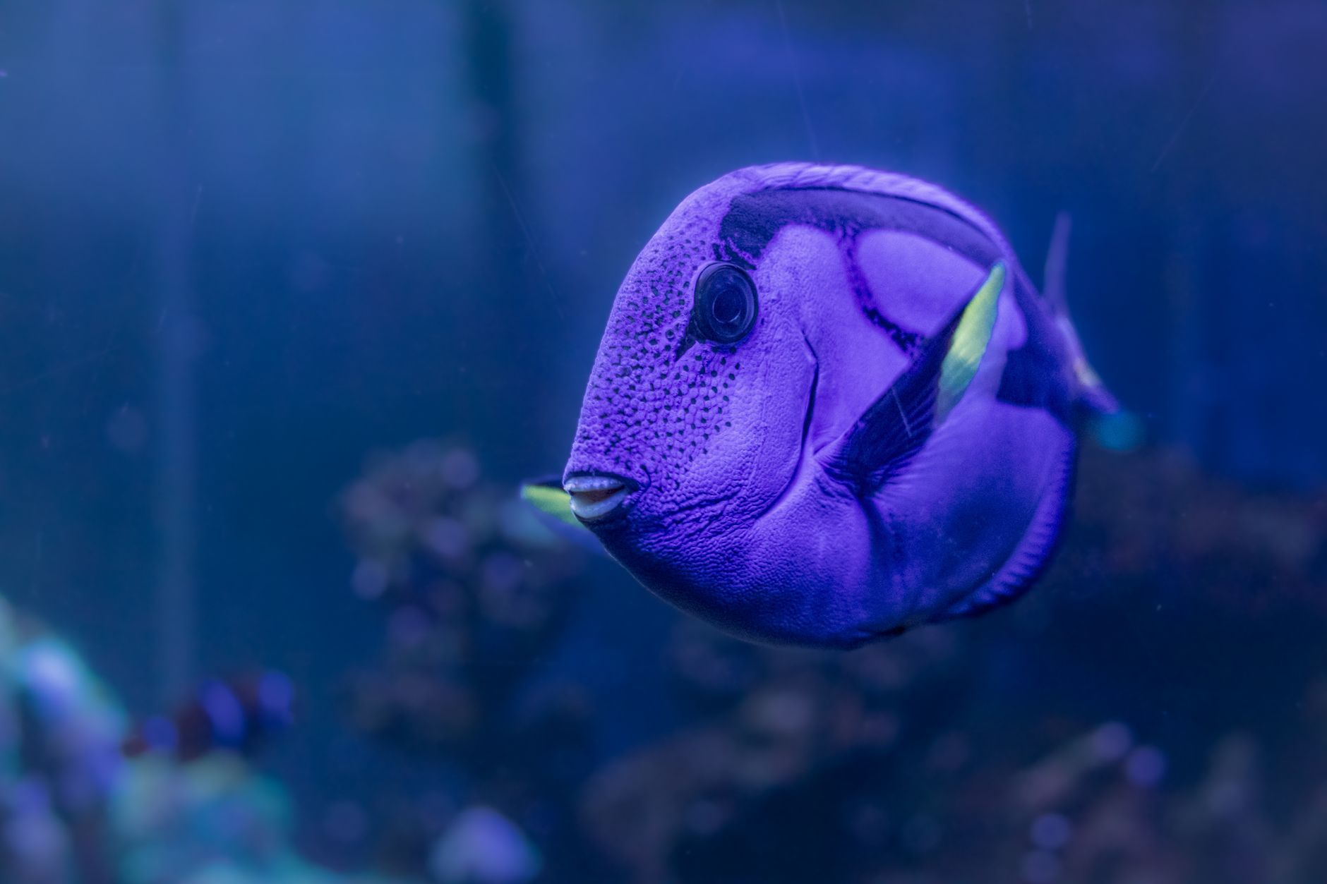 Large saltwater aquarium with live rock and open swimming space for a blue tang