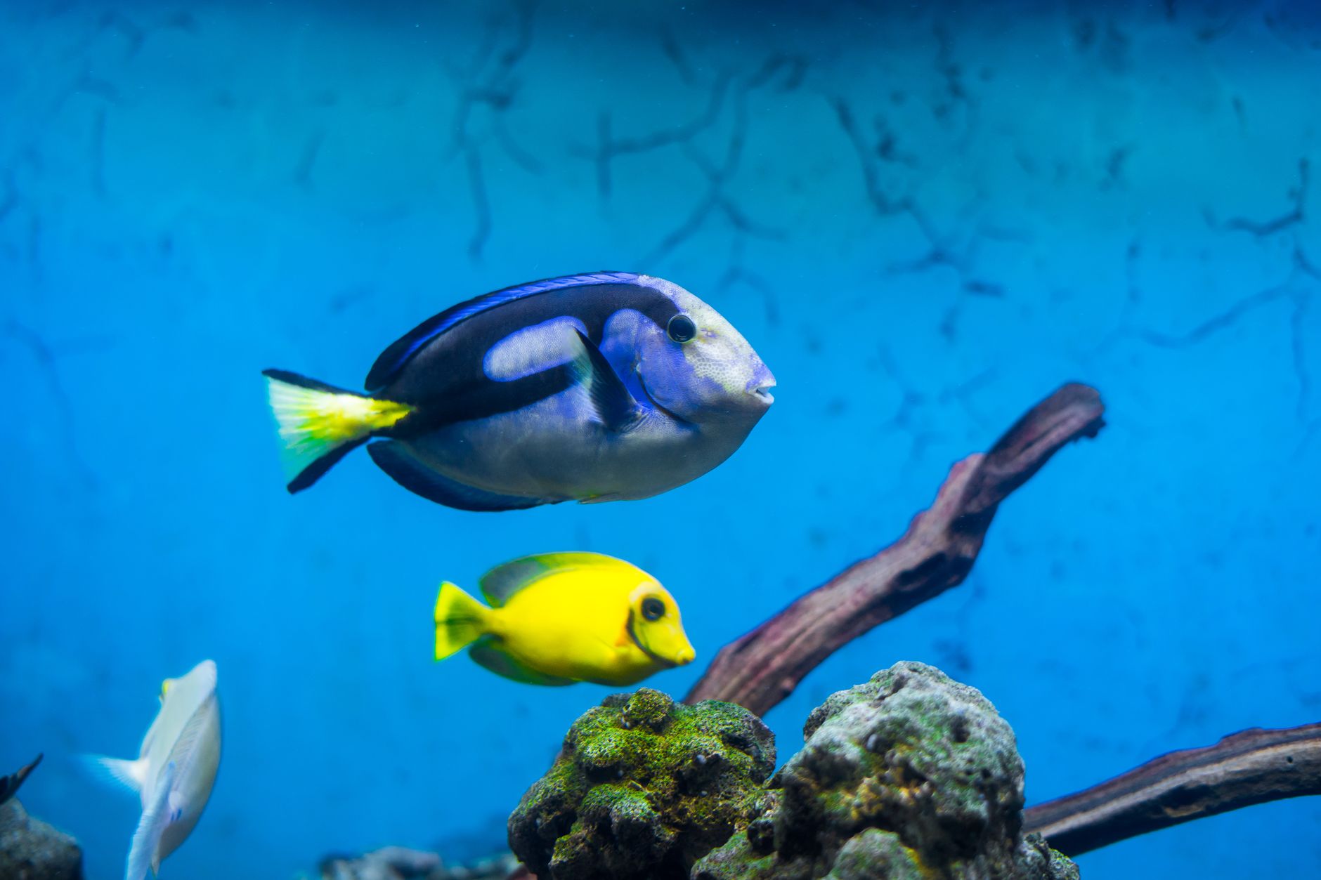 Blue tang eating nori seaweed on a clip in a reef tank