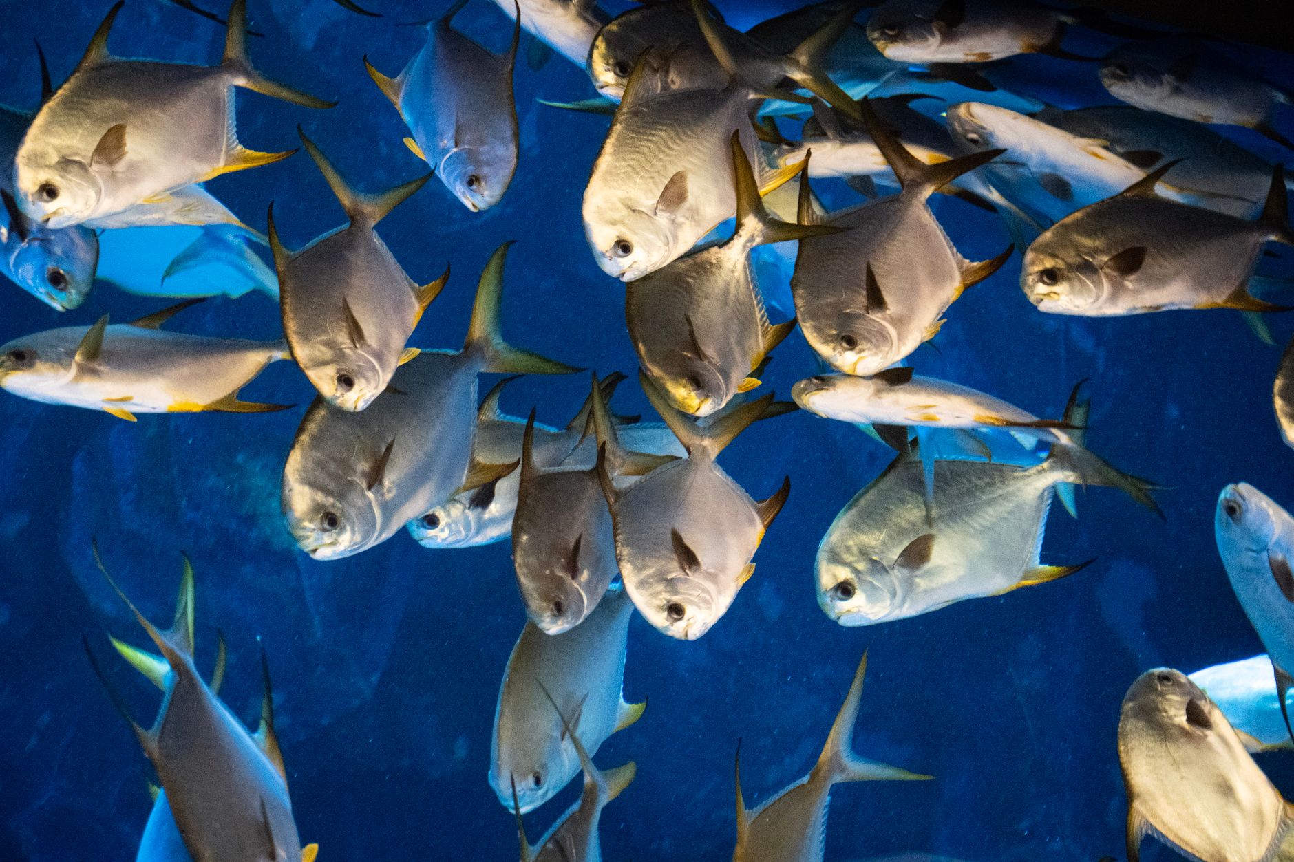 Aquarist testing saltwater aquarium water parameters