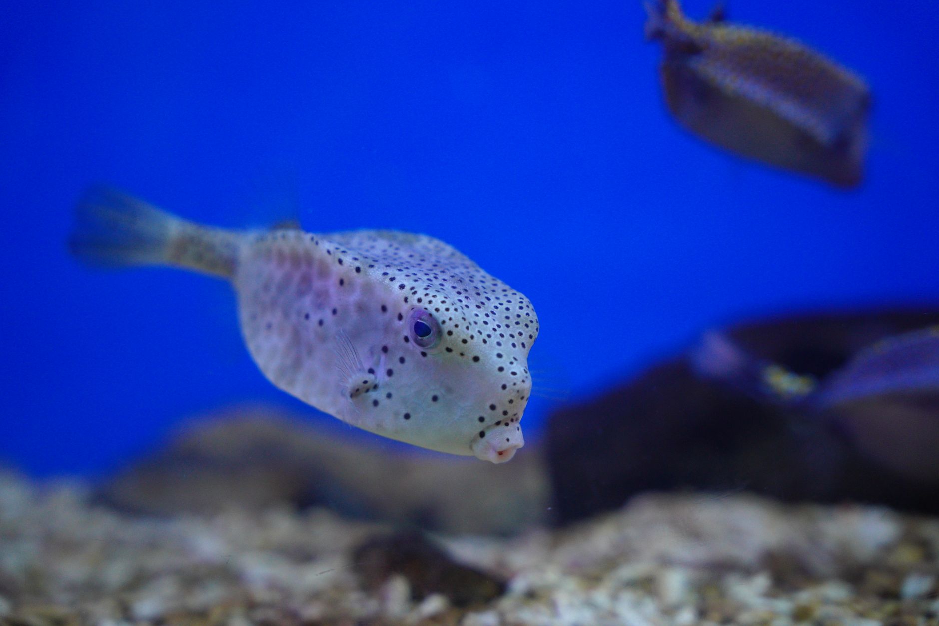 Small green spotted puffer fish with dark spots swims near aquarium plants.