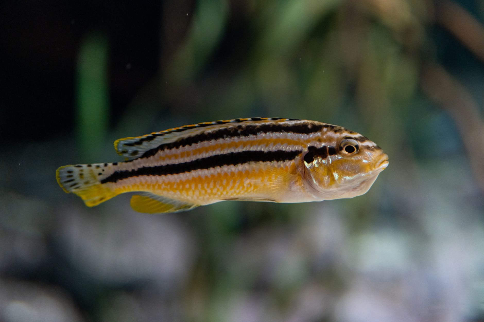 Small yellow and black striped bumblebee goby rests on sandy aquarium substrate.