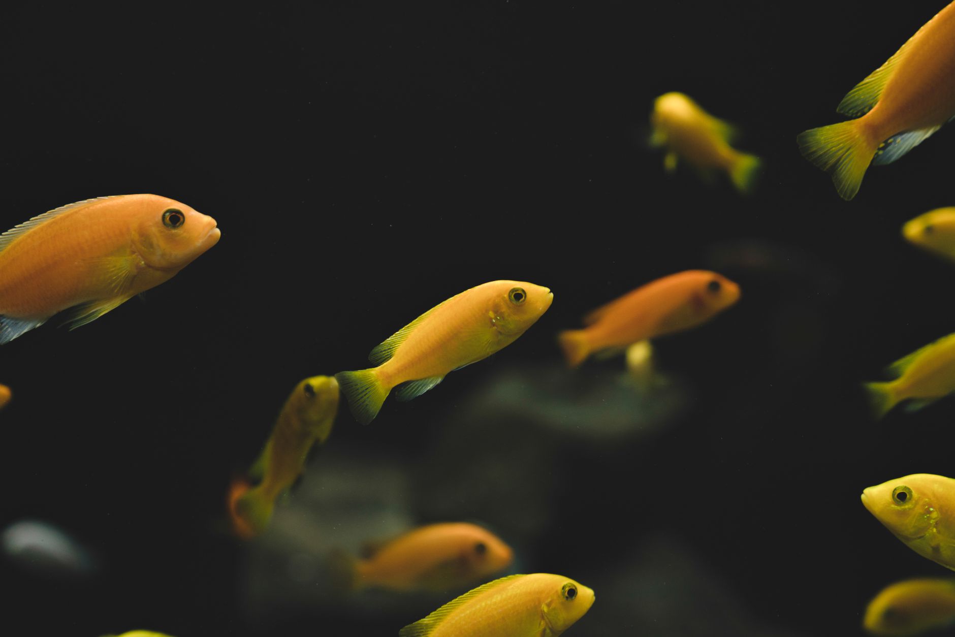 Aquarist using liquid water test kit on a freshwater aquarium