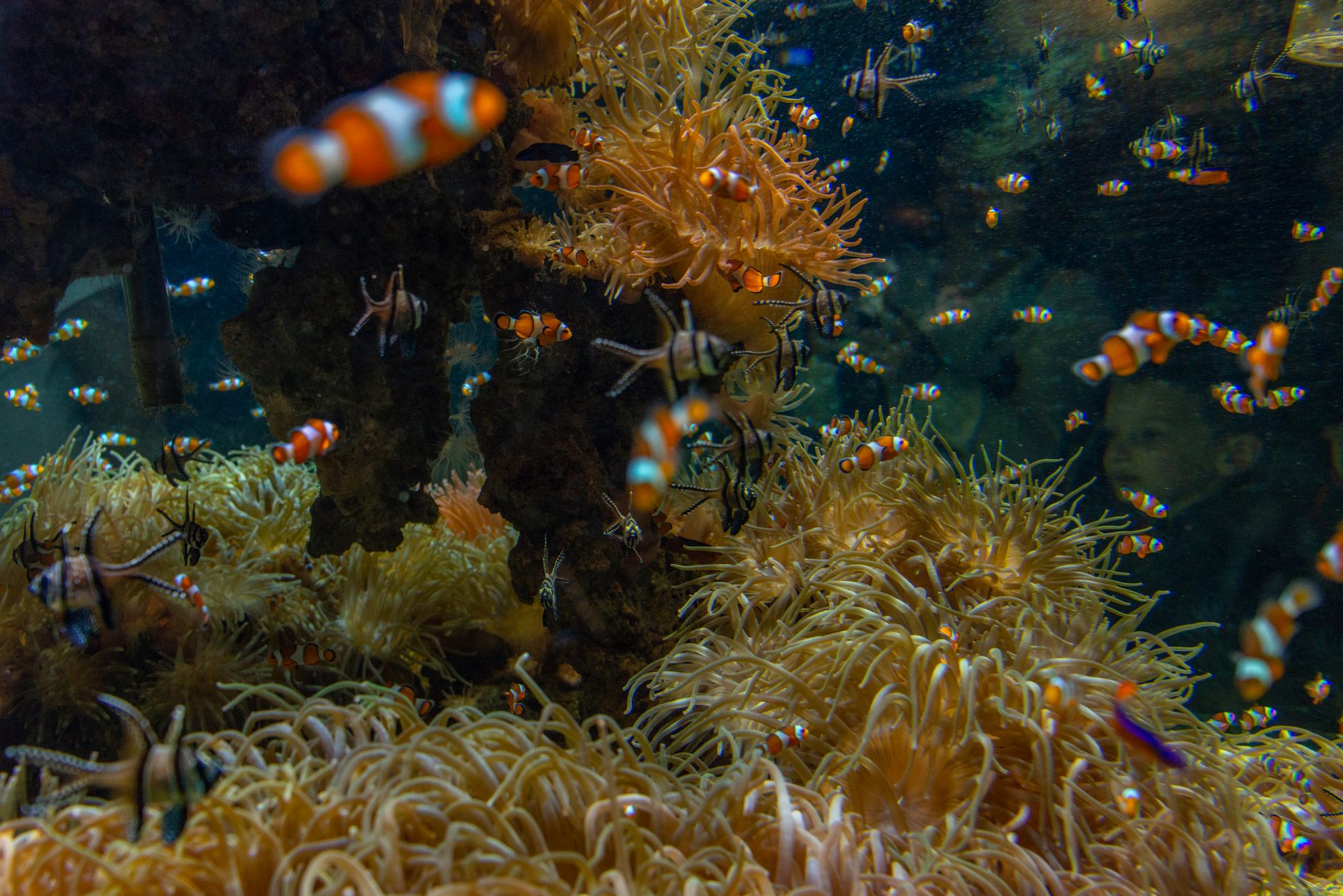 Small tropical fish eating micro pellets at the water surface