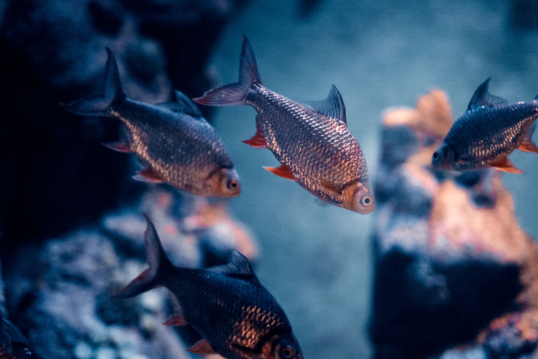 Tropical fish eating small flakes in an aquarium.
