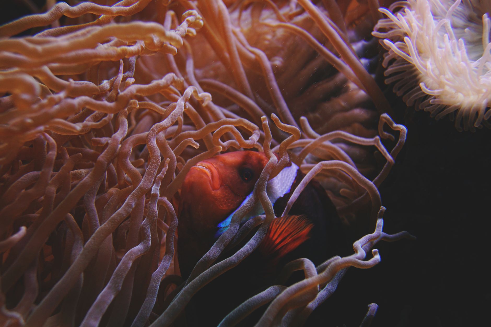 Clown loach eating sinking wafer on aquarium sand