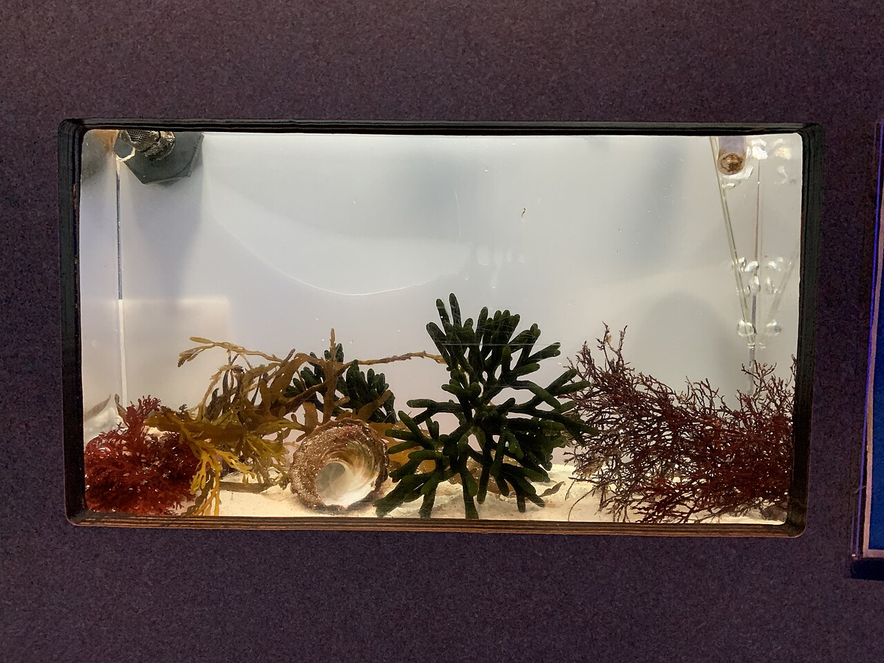 Aquarist testing saltwater aquarium water parameters