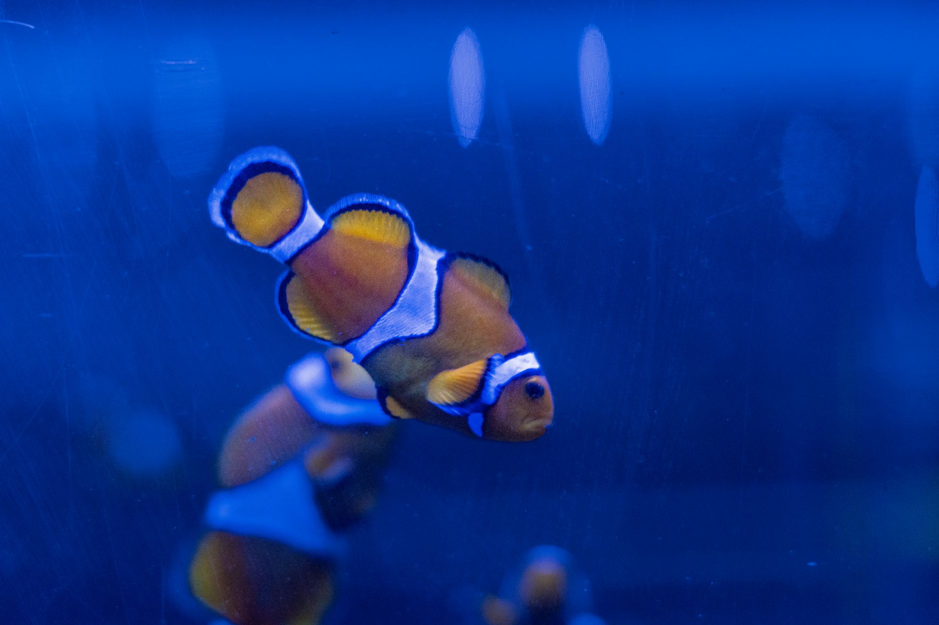 A pair of orange Ocellaris clownfish swimming near live rock and soft corals in a home saltwater tank