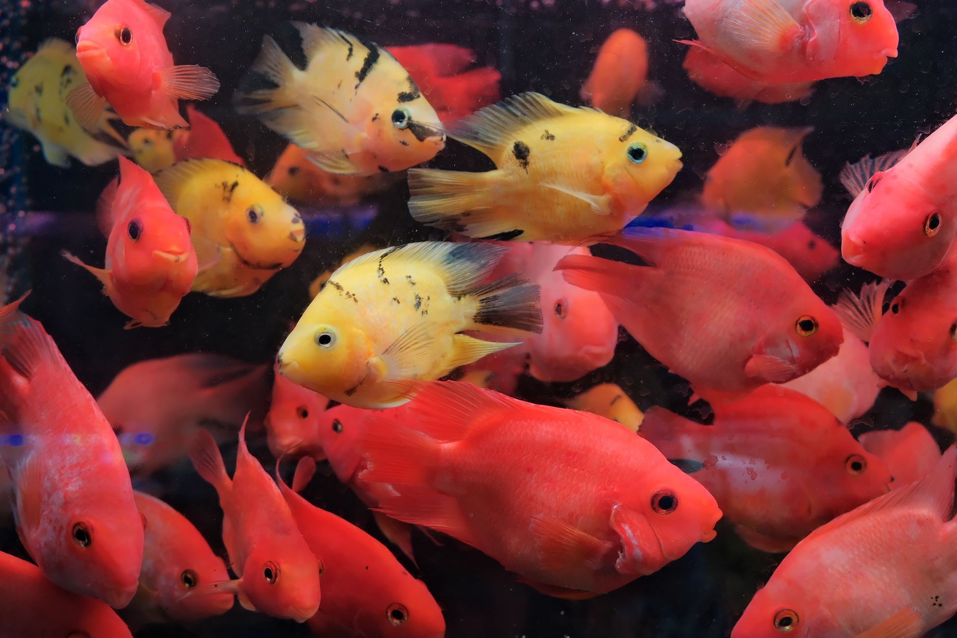 Testing aquarium water parameters with a liquid test kit