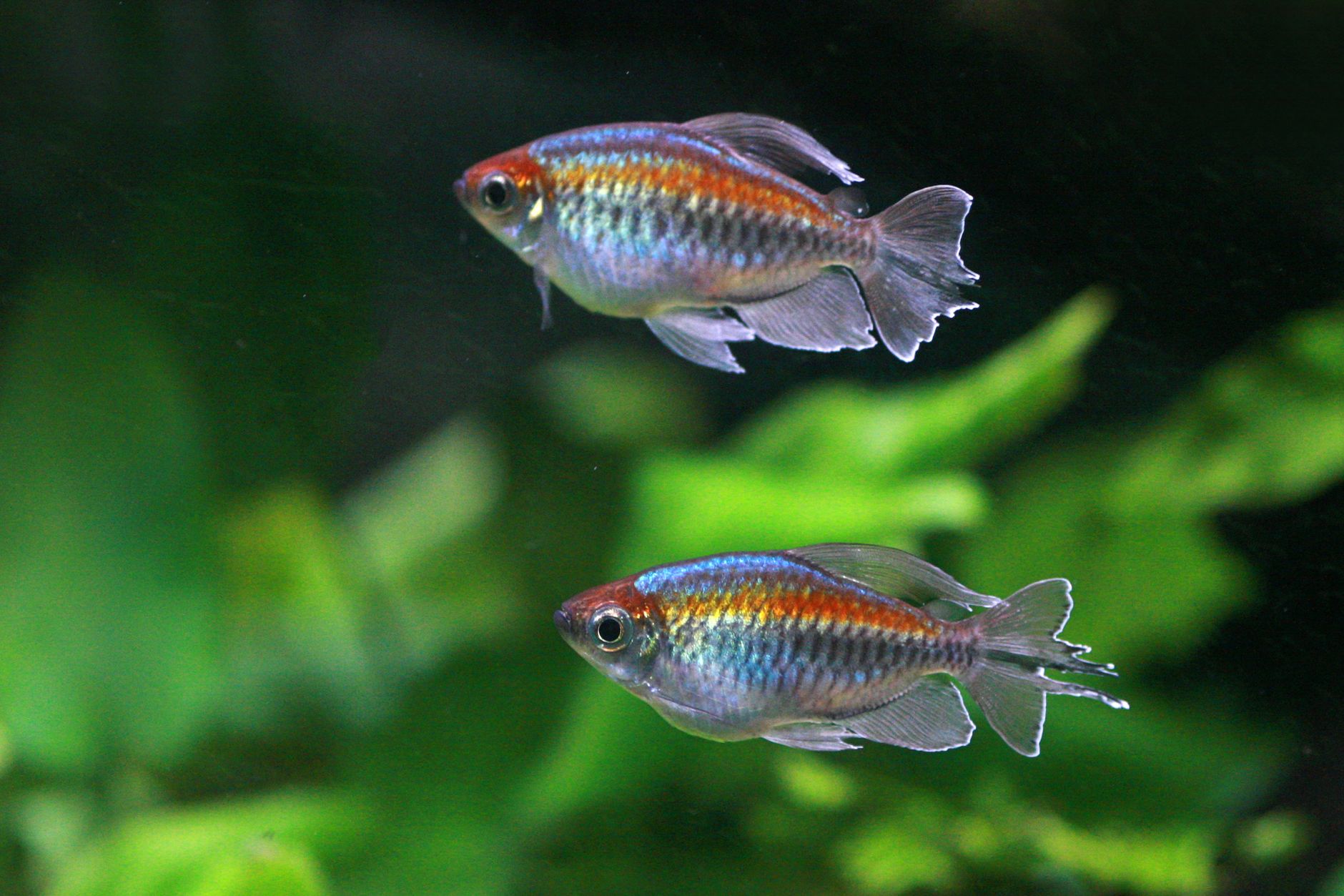 a male Congo tetra with long flowing fins swimming among live plants