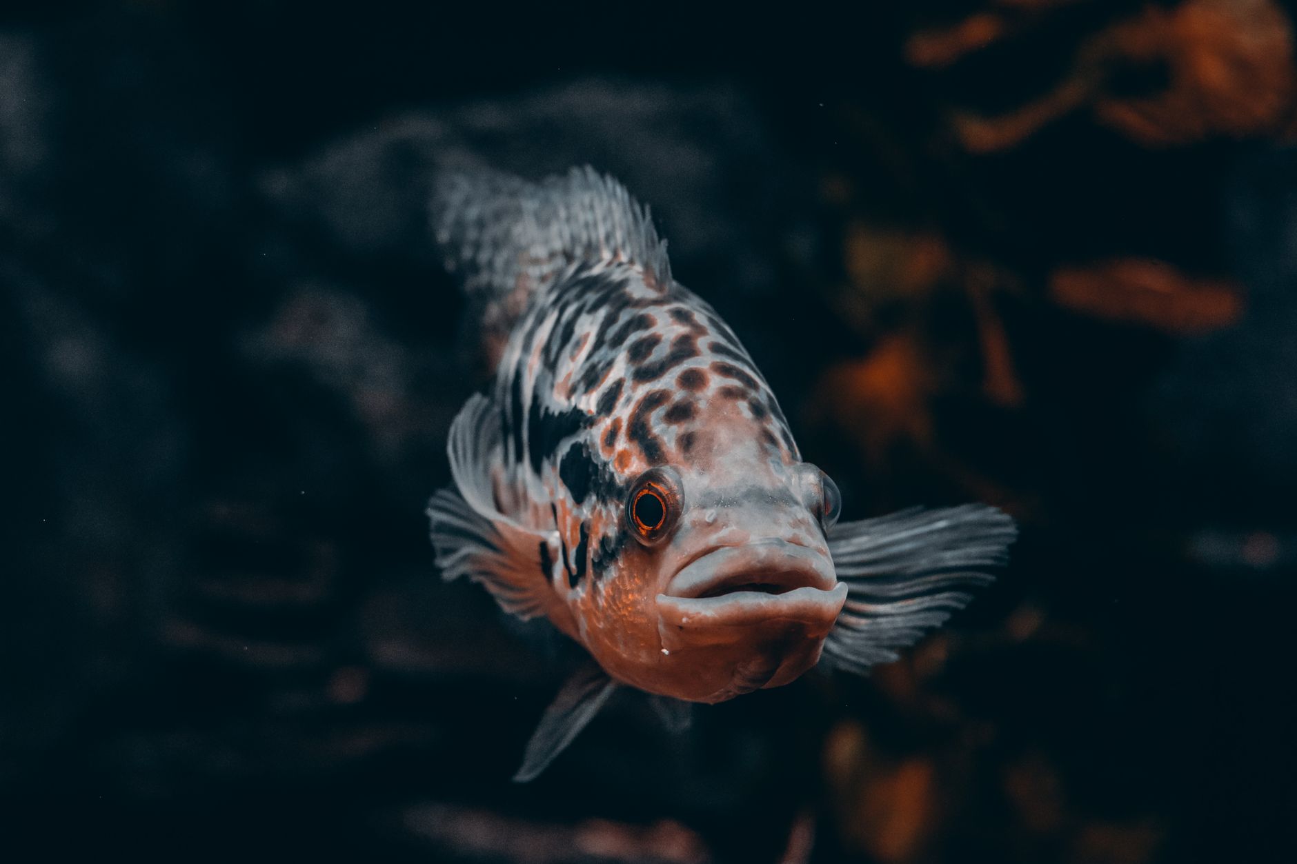 A 20-gallon long freshwater aquarium with rocks and caves for convict cichlids.