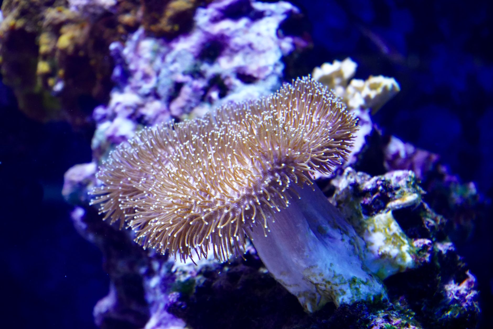 a saltwater aquarium with stacked live rock and soft corals