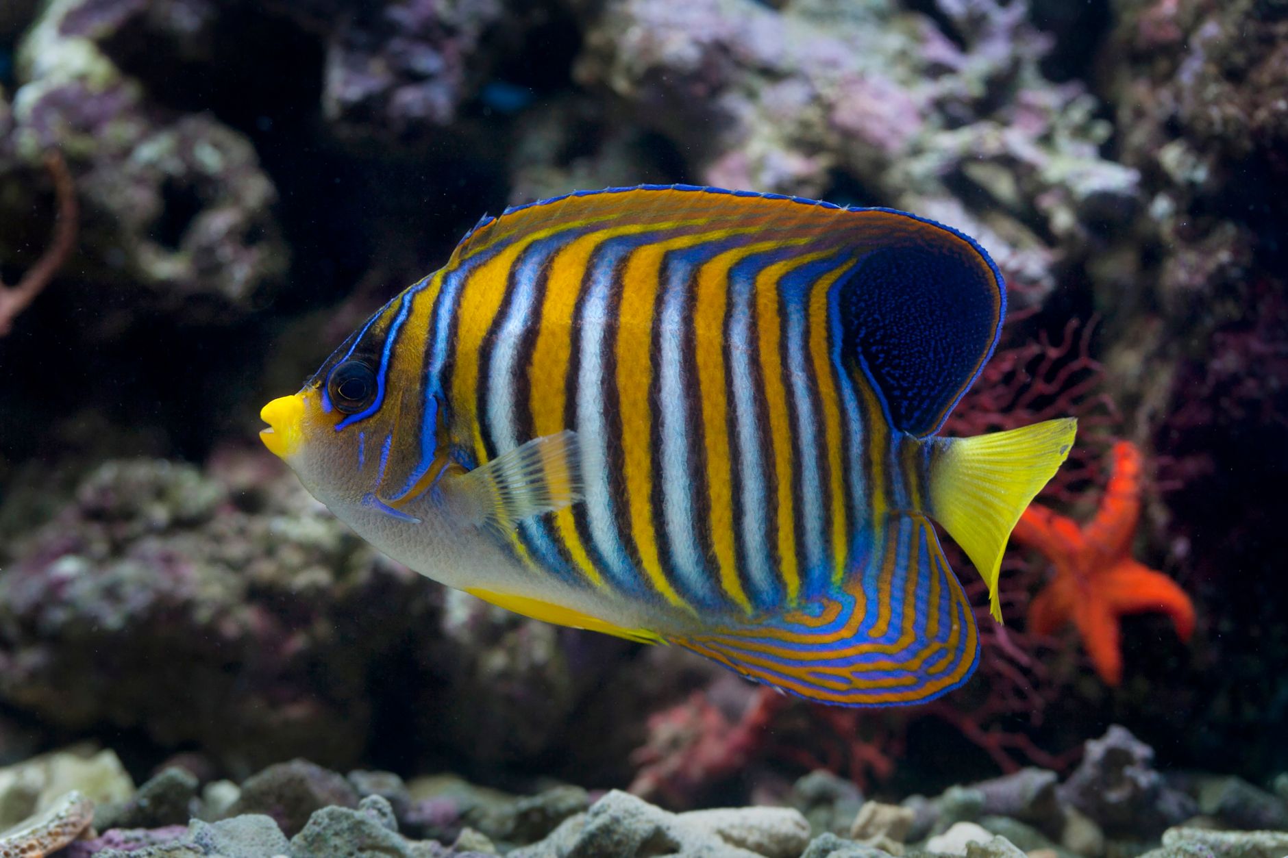 a coral beauty angelfish swimming near live rock in a reef aquarium