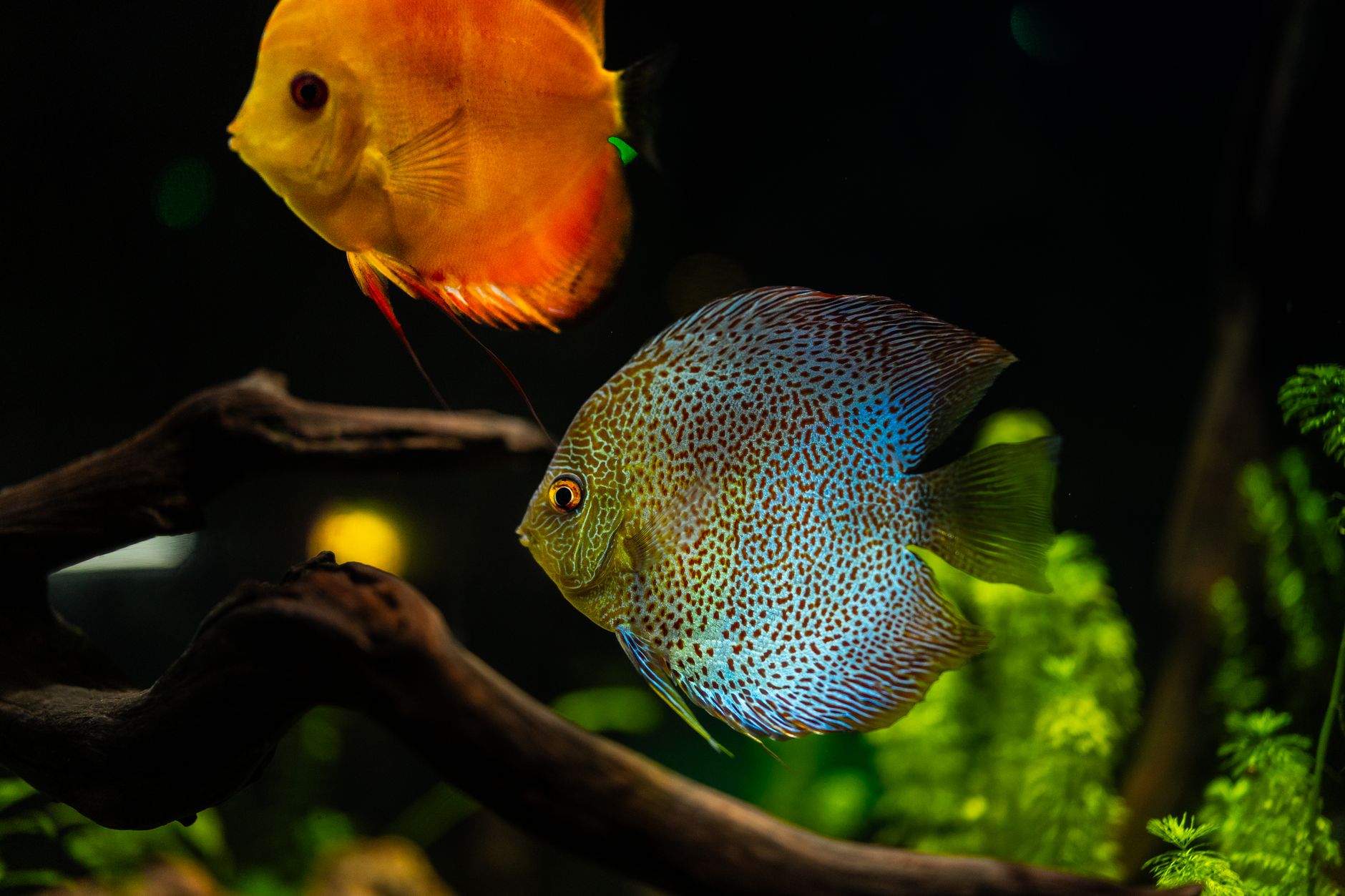 fine sand substrate in a planted aquarium with driftwood and live plants
