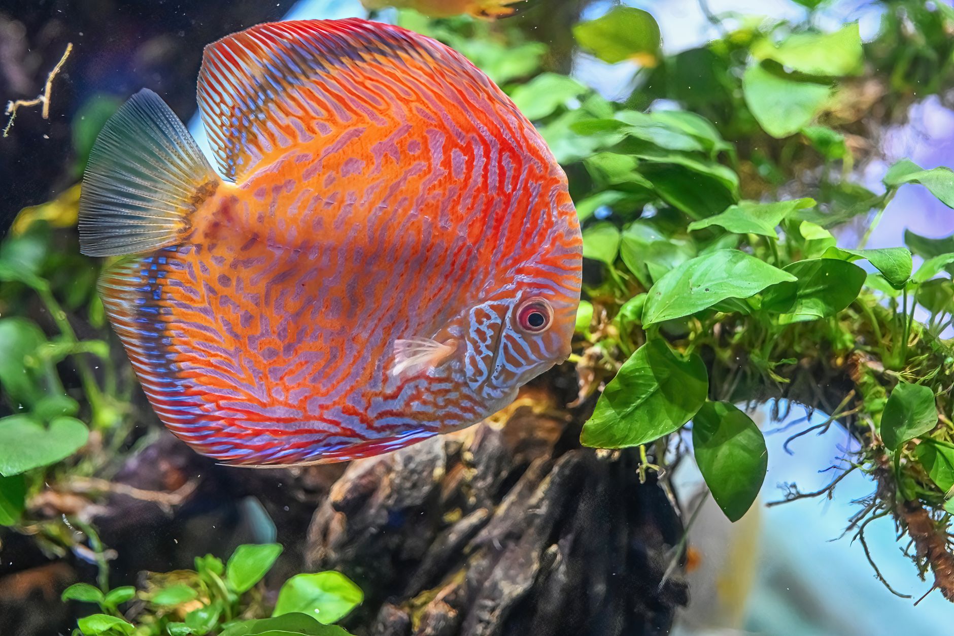 Discus fish swimming in a clean planted aquarium while an aquarist tests water parameters