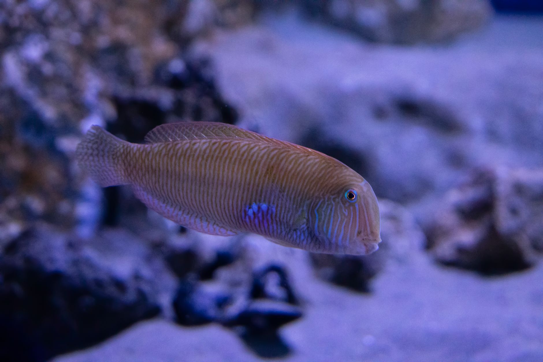 Saltwater aquarium with live rock and caves suitable for an orchid dottyback