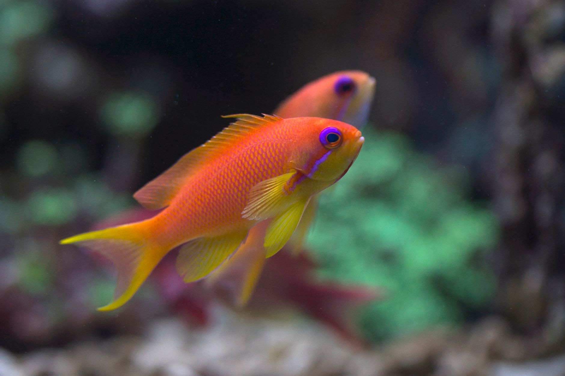 Orchid dottyback swimming in a reef tank with compatible tank mates