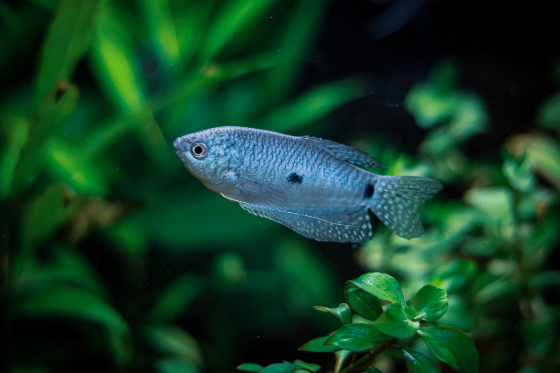 A planted freshwater aquarium with driftwood and live plants suitable for dwarf gourami