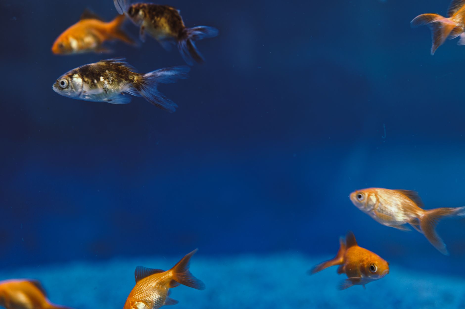 Using an aquarium siphon to change water in a freshwater tank