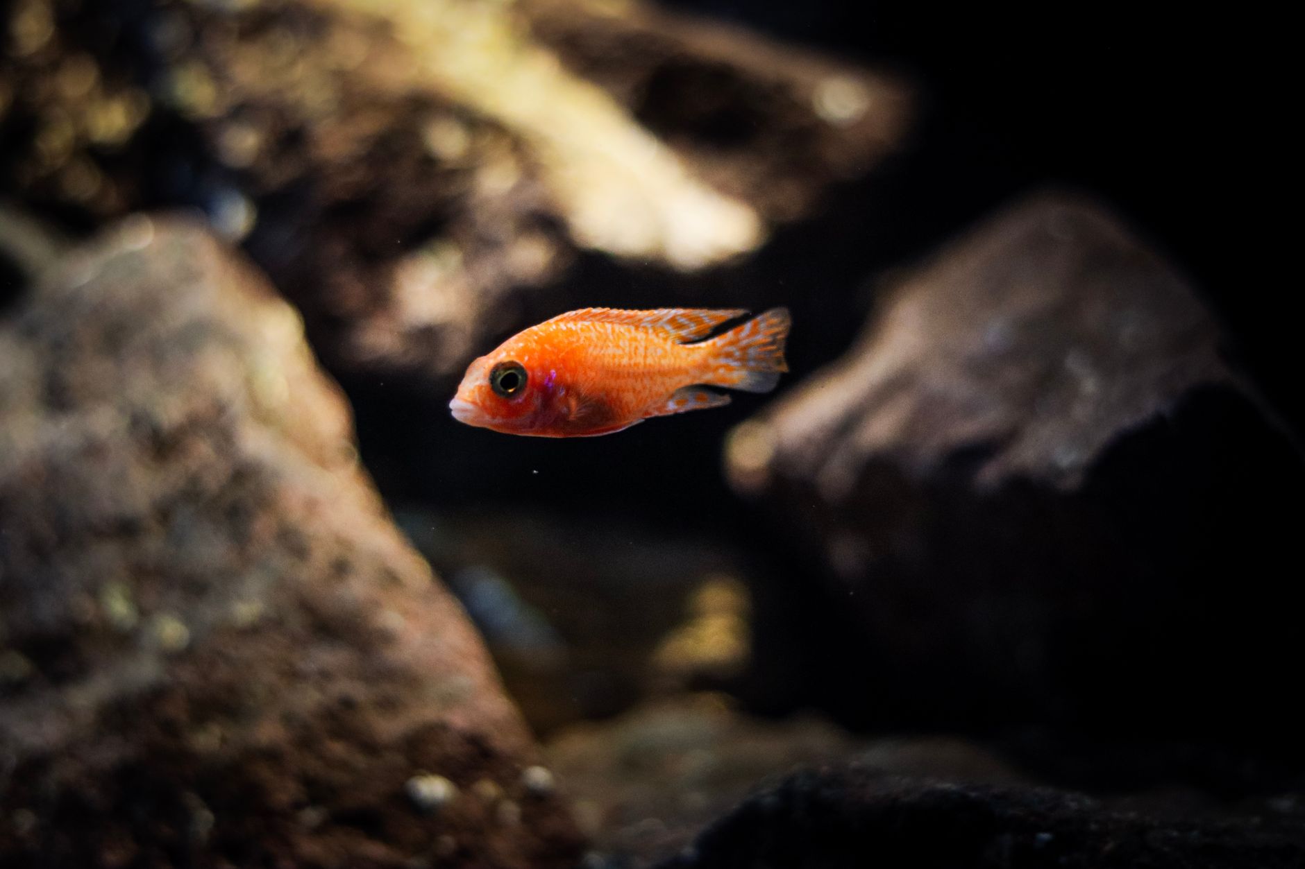 Rockwork with caves in a freshwater cichlid aquarium