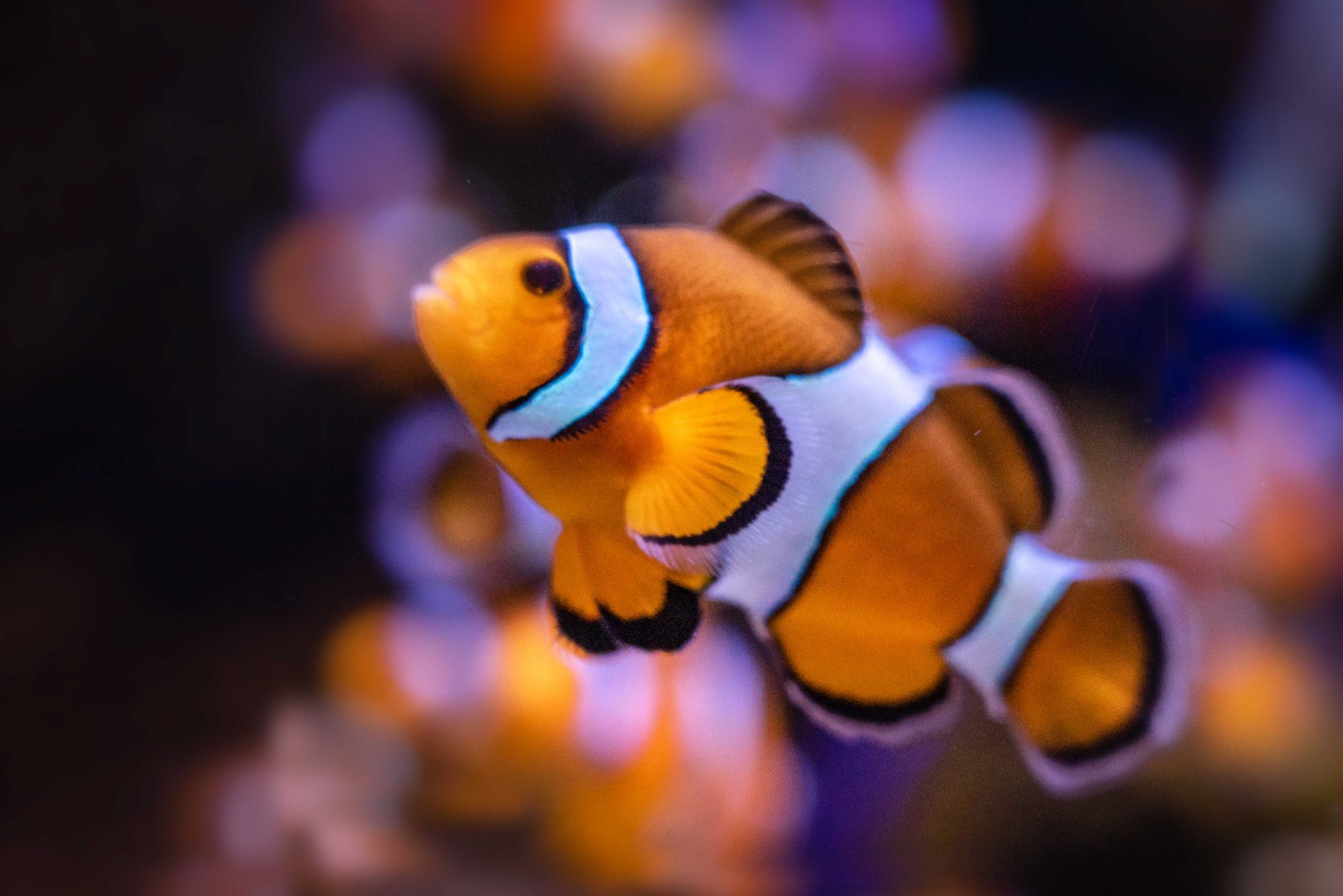 Two orange and white ocellaris clownfish swimming near coral in a saltwater aquarium
