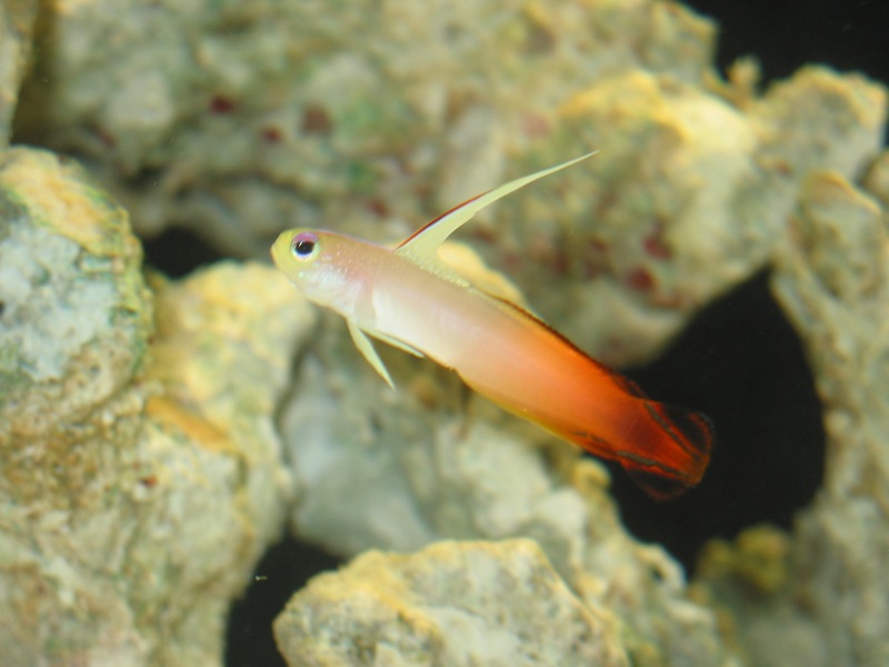 Saltwater aquarium with a mesh lid, live rock, and open sand area for a firefish goby