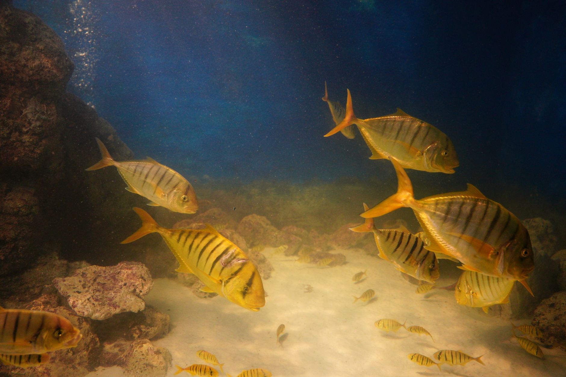 Saltwater aquarium with live rock caves, overhangs, and sandy bottom for firefish goby hiding places