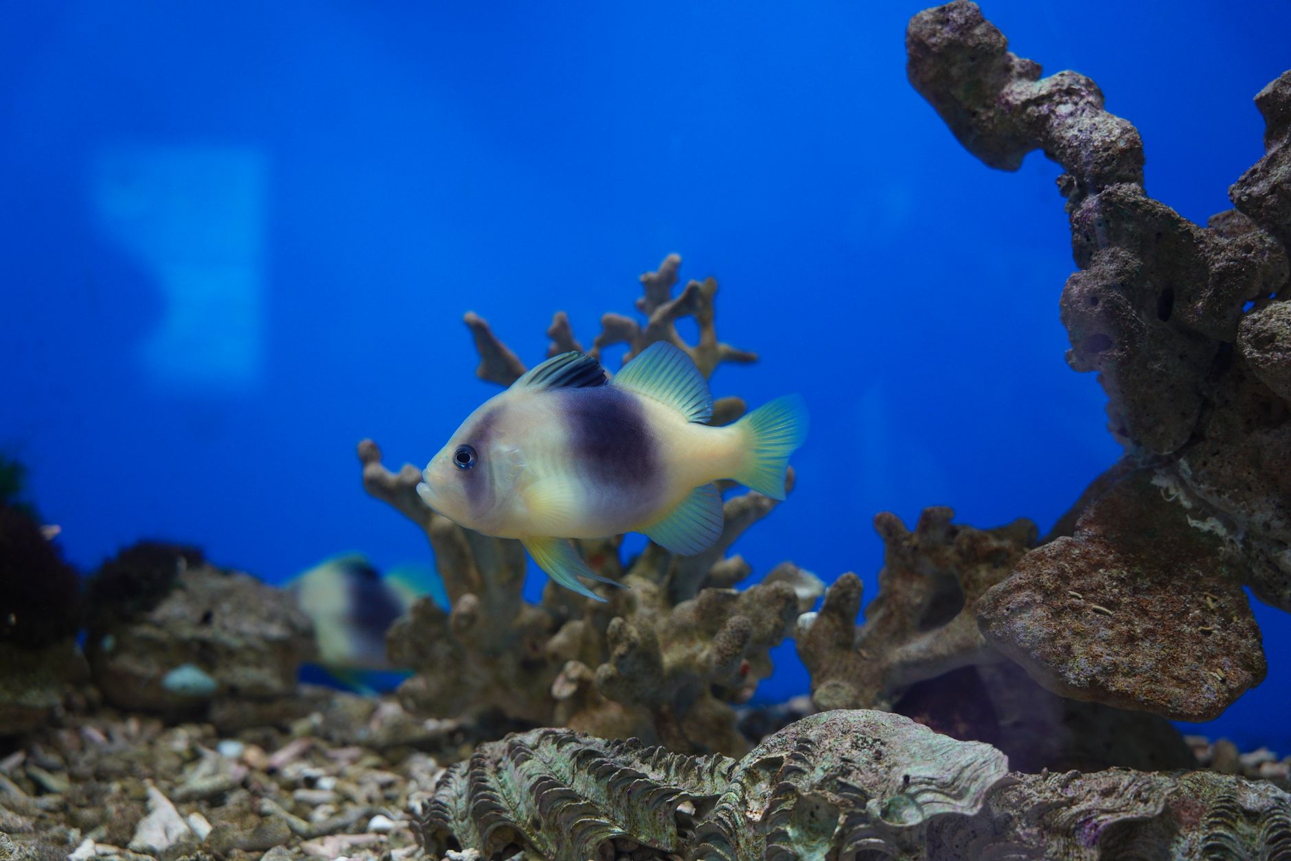 Fishkeeper testing saltwater aquarium water parameters with a test kit during routine maintenance