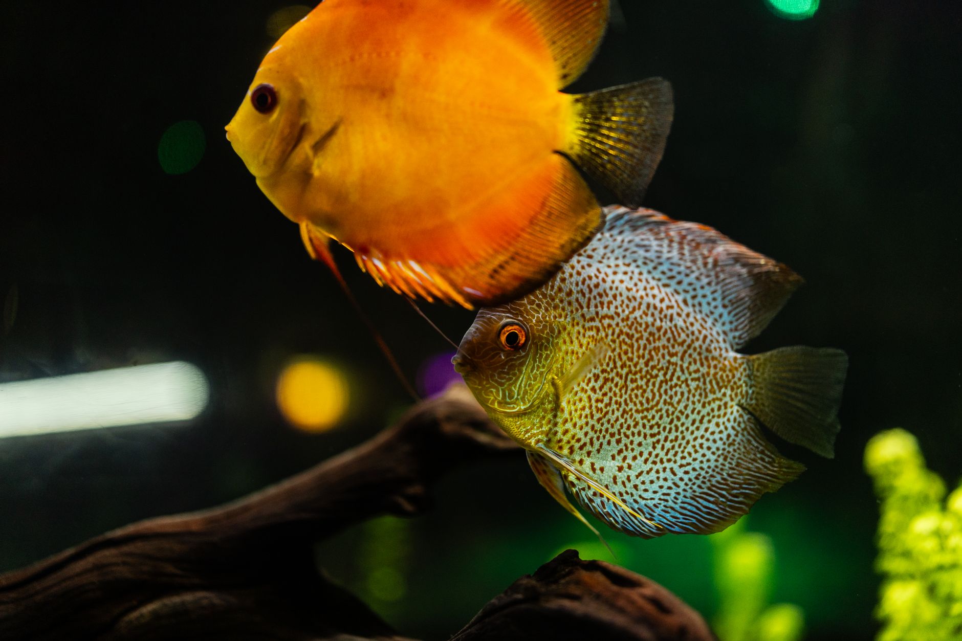 Firemouth cichlid swimming in a planted aquarium