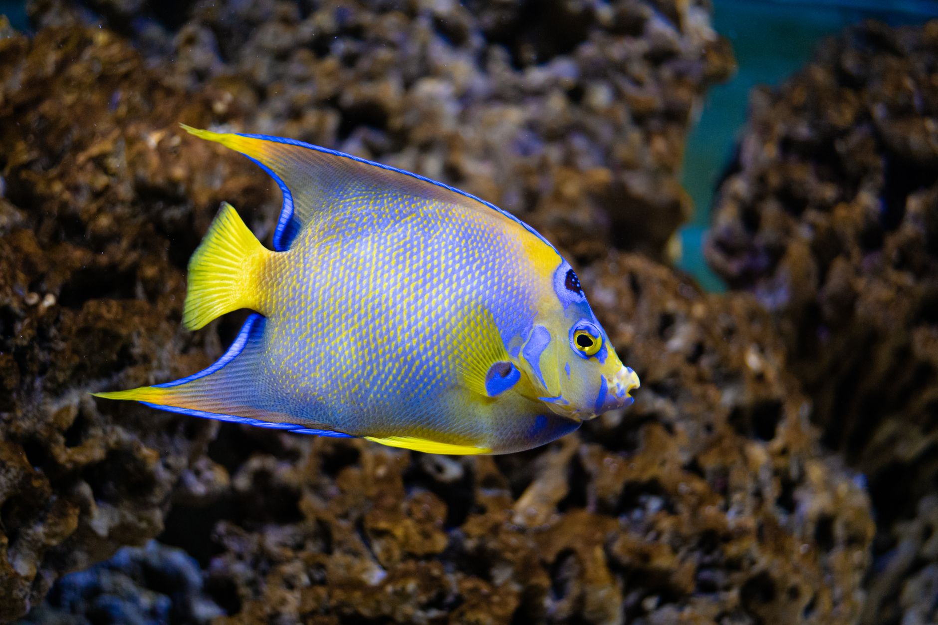 A flame angelfish swimming in a saltwater tank with live rock