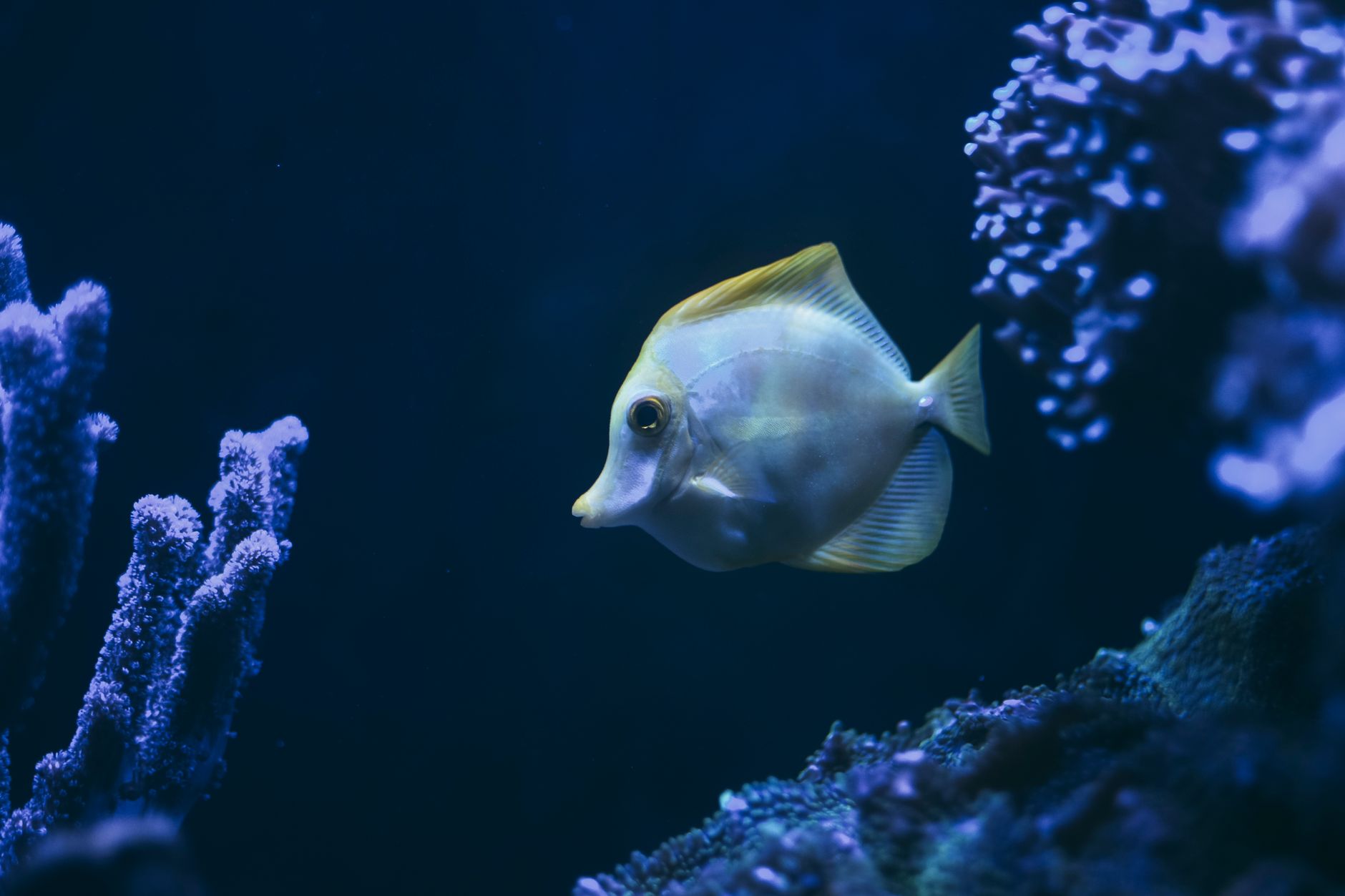 Aquarium owner testing saltwater with a liquid test kit near a marine tank