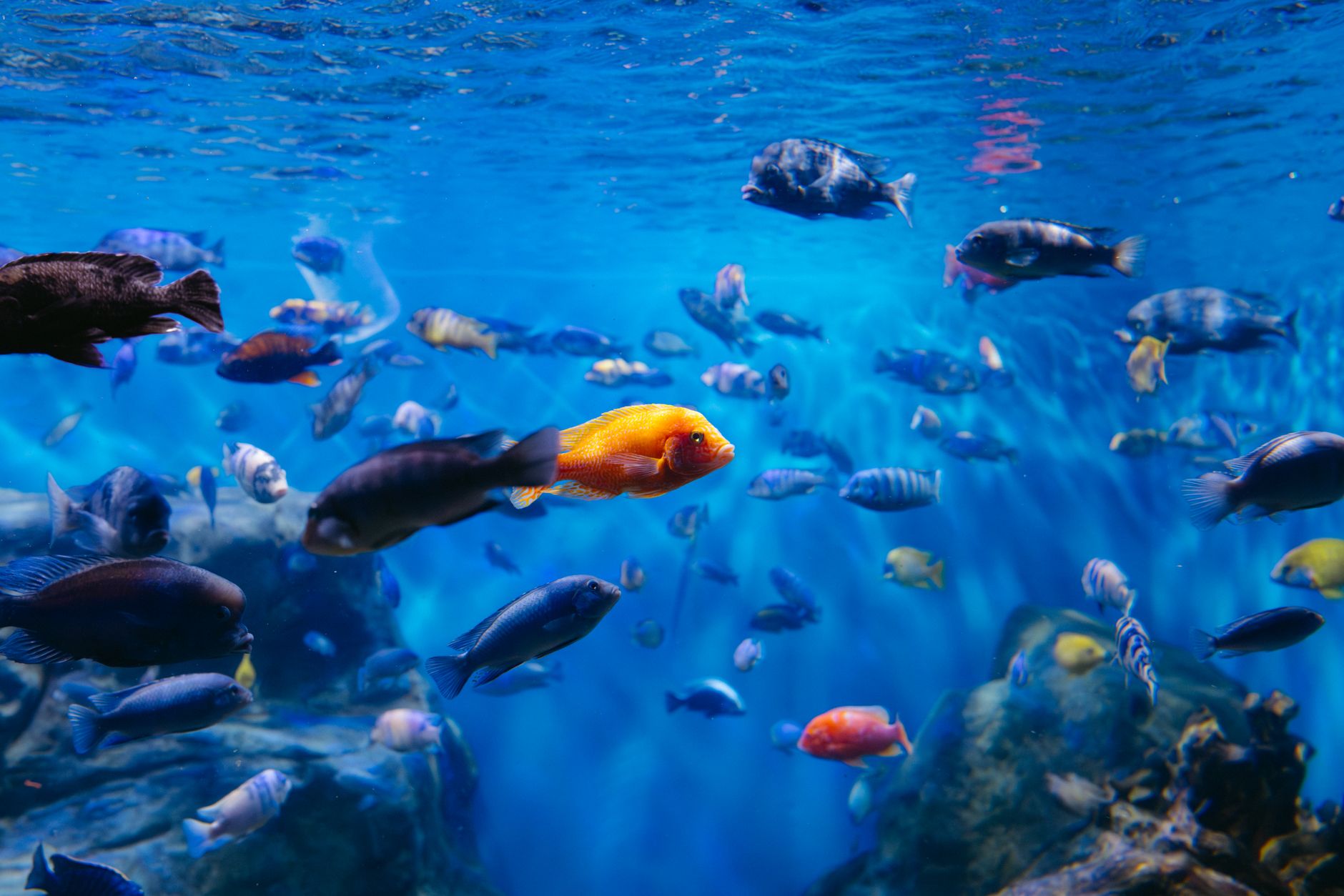 a healthy flasher wrasse showing bright colors in a reef aquarium