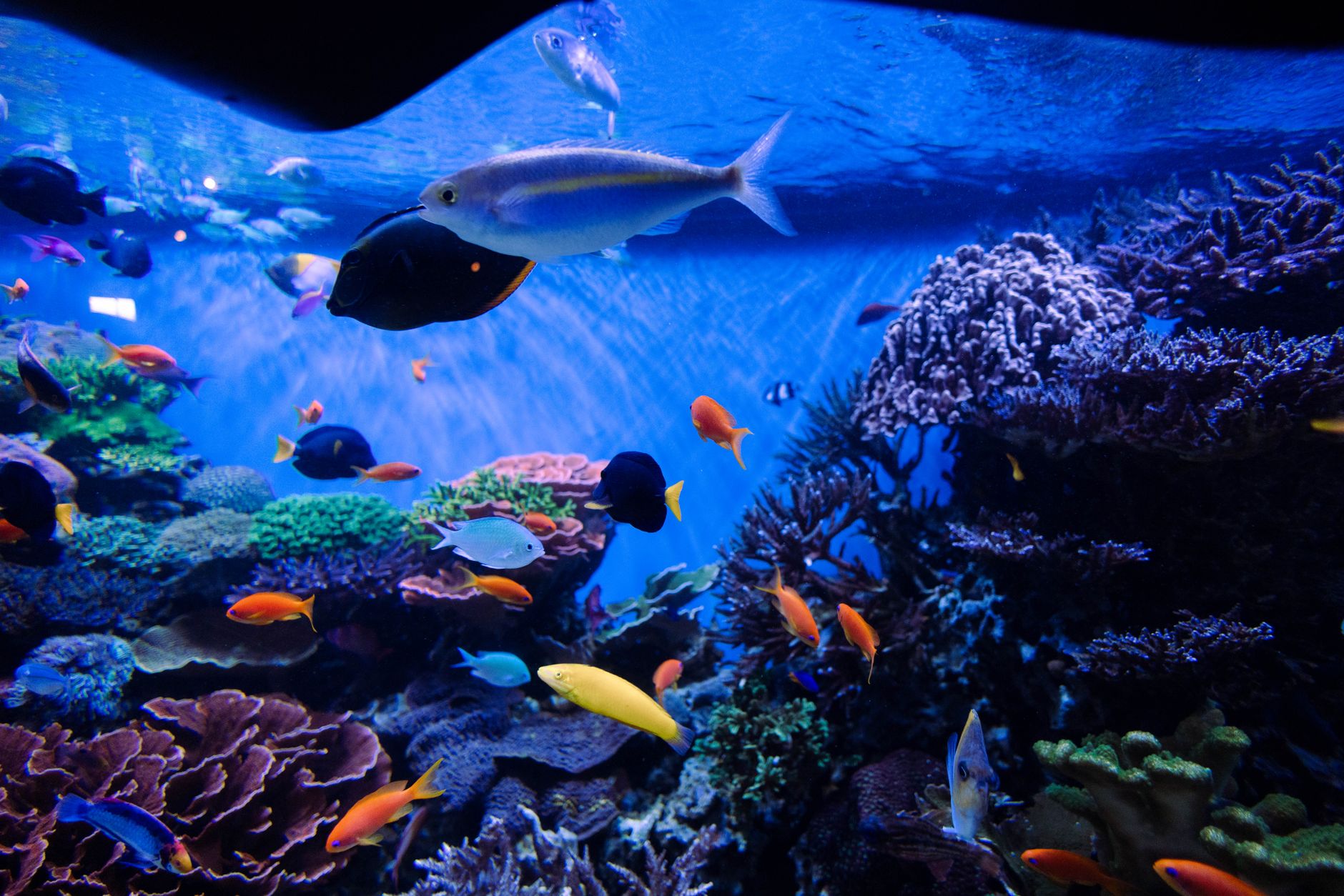 Bright corals and clownfish inside a reef tank