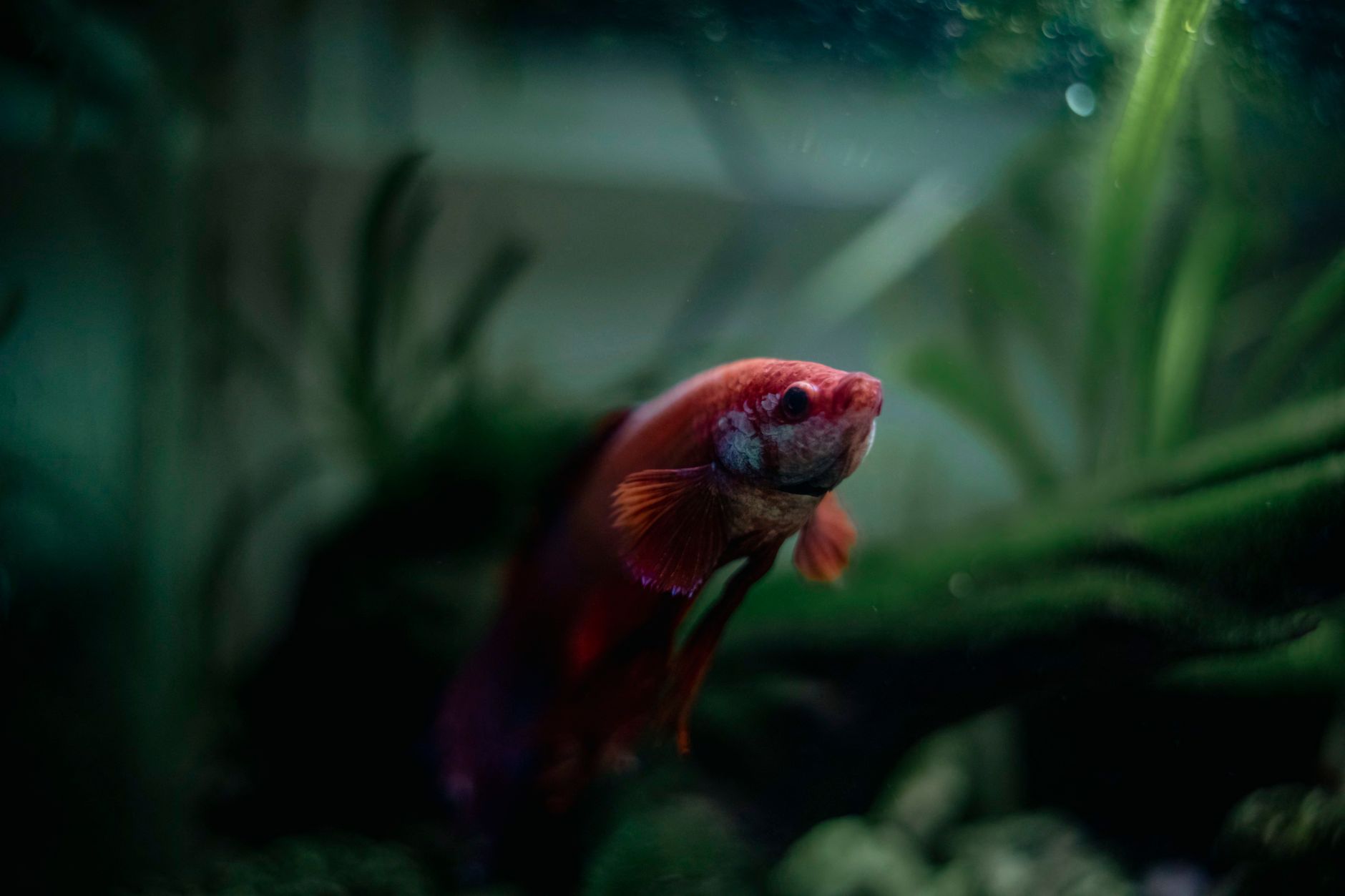 a person using a siphon to change water in a large aquarium