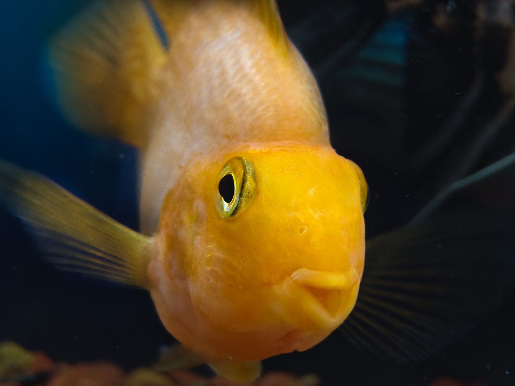 Common goldfish swimming in a long aquarium