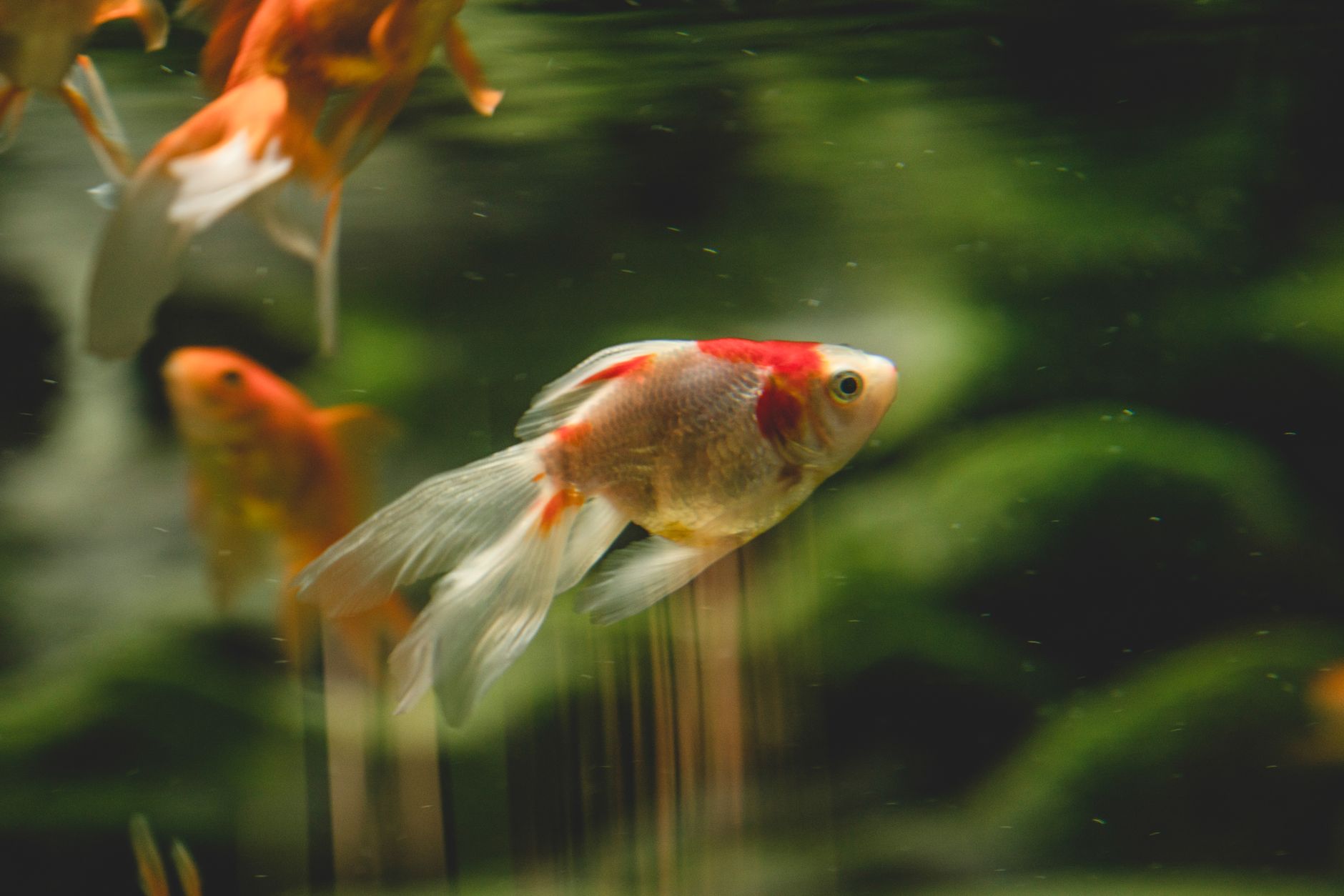 Wide aquarium footprint with goldfish swimming horizontally