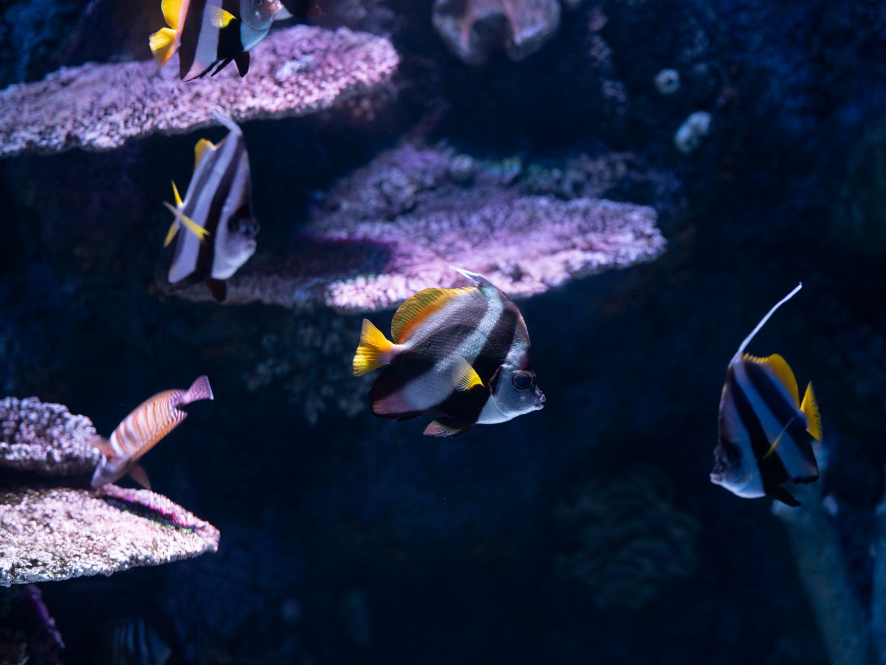 Green chromis swimming in a well-lit saltwater aquarium with live rock