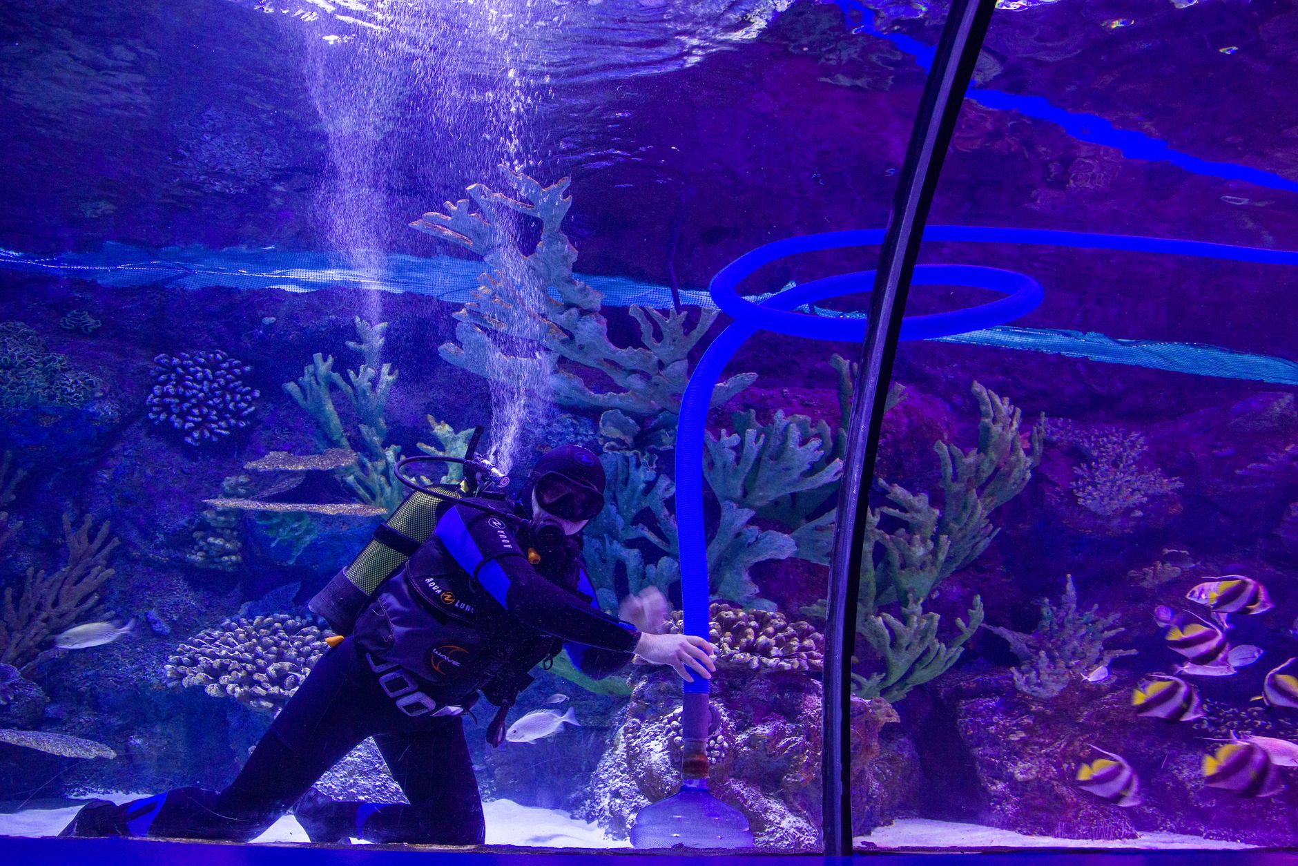 A small quarantine tank used to observe green chromis for signs of disease
