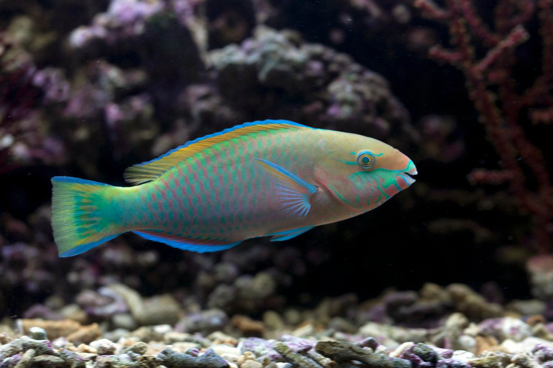 Person feeding tropical fish in a home aquarium