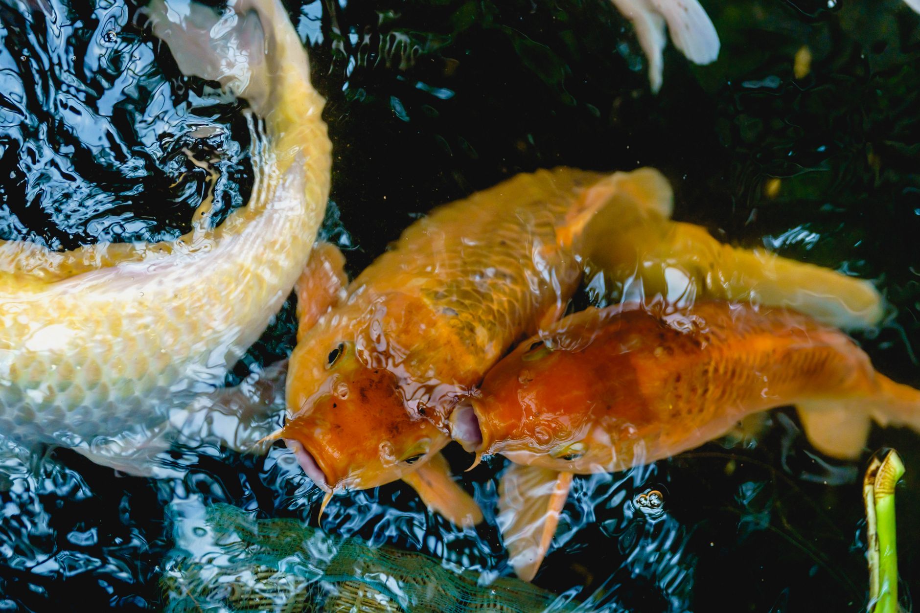 Aquarist siphoning water from a freshwater aquarium